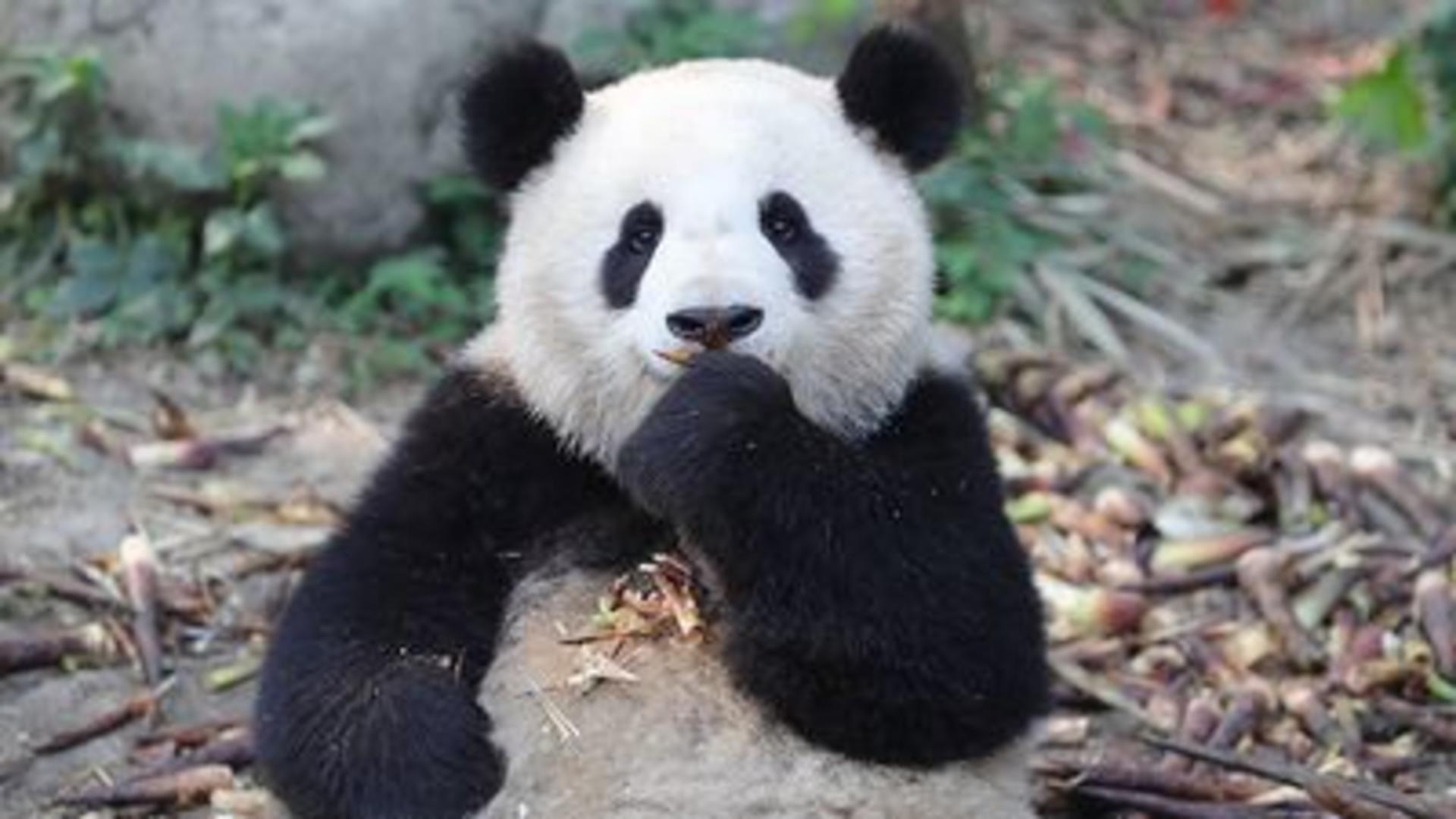 Chengdu Research Base of Giant Panda Breeding and Leshan Giant Buddha Exploration Tour - Thumbnail 4