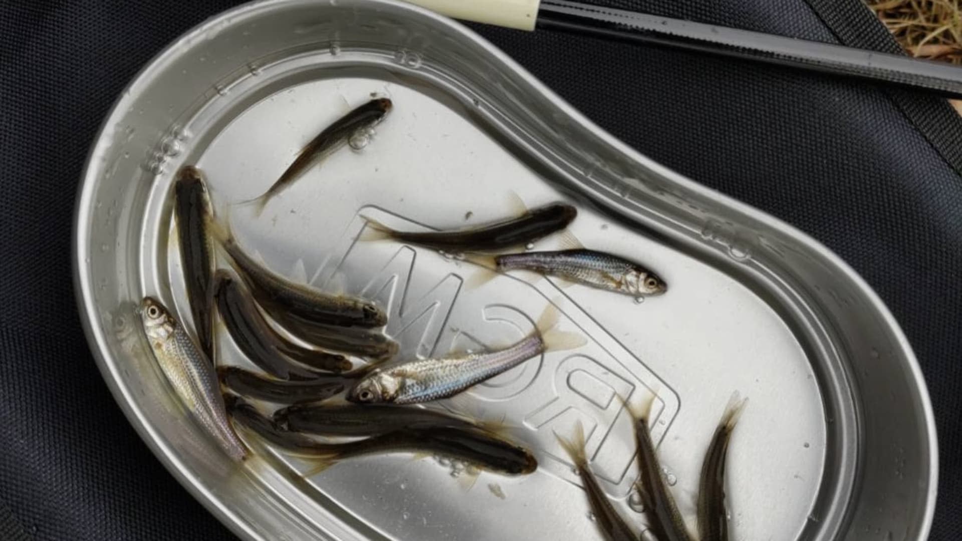 Lampas Outdoor Life: Traditional Japanese Fishing Experience - Thumbnail 20