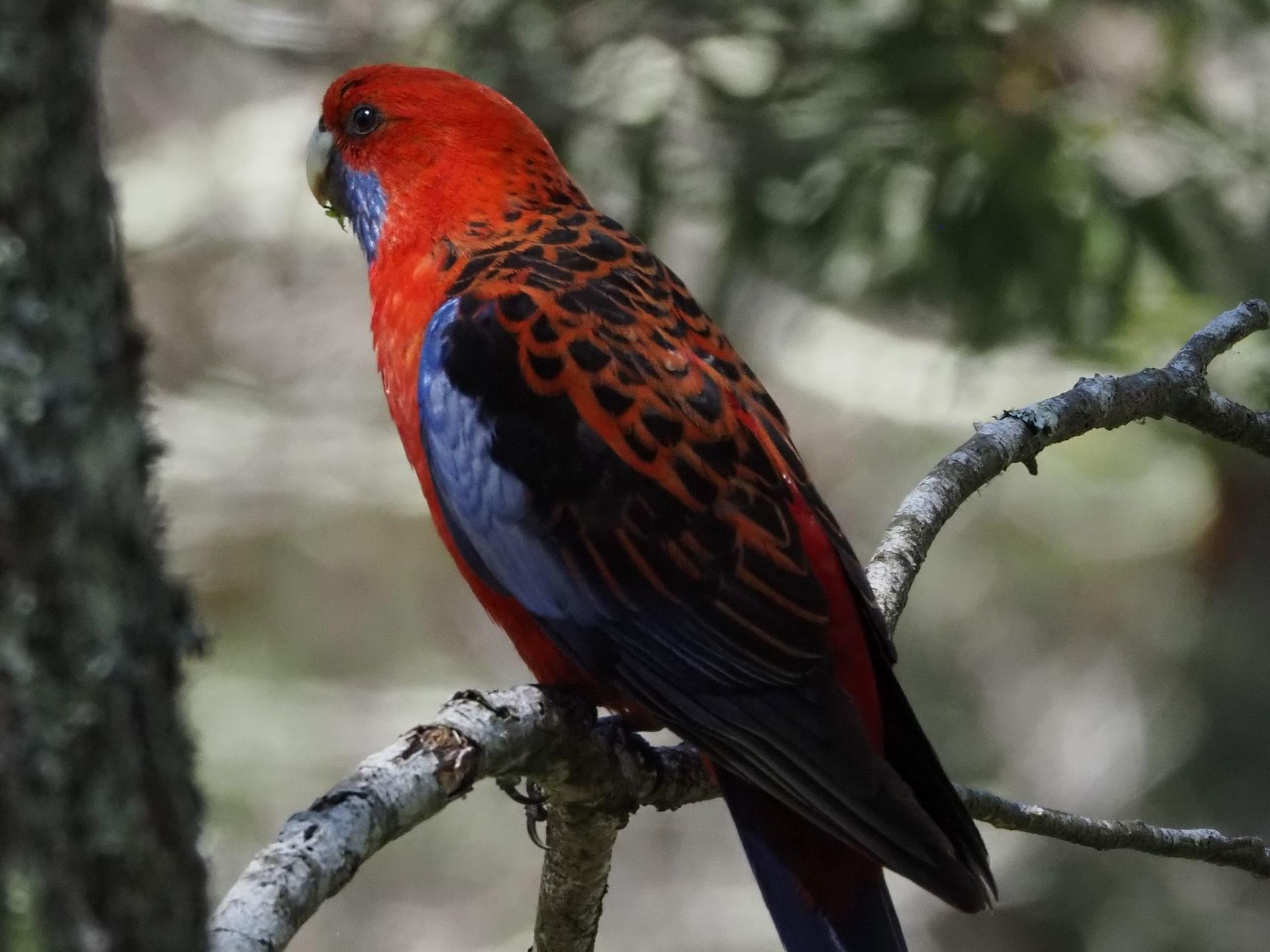 Sydney Wildlife Safari from Sydney - Thumbnail 19