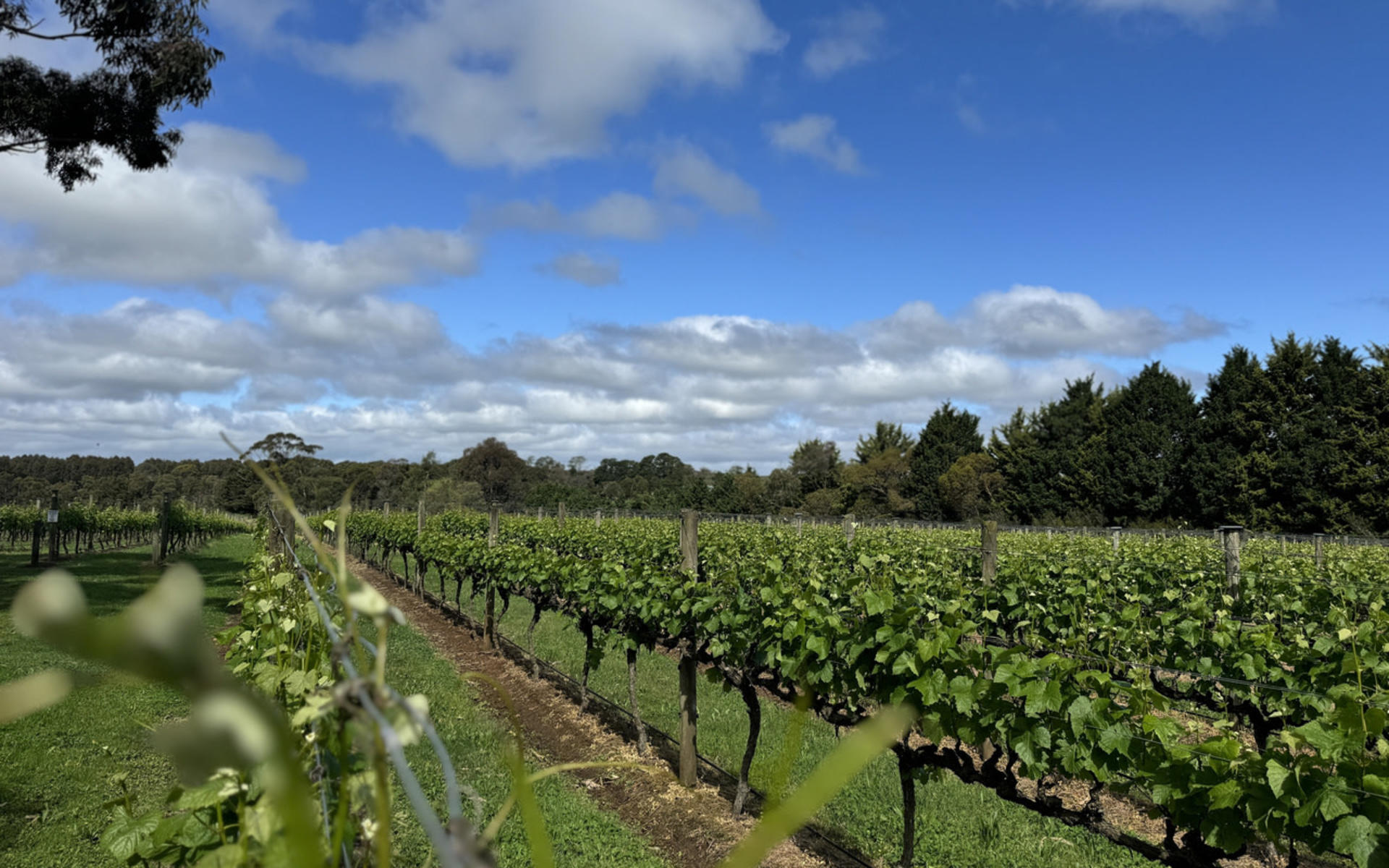 Melbourne Mornington Peninsula Full-Day Private Tour with Wine Tasting - Thumbnail 5