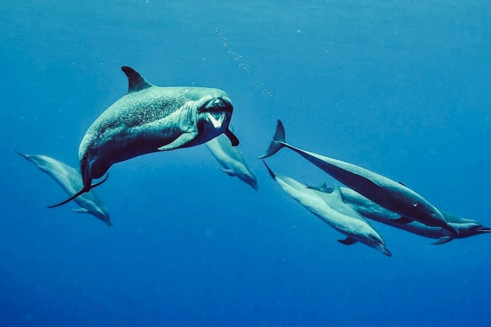 Swim with Dolphins Experience in Oahu - Thumbnail 6
