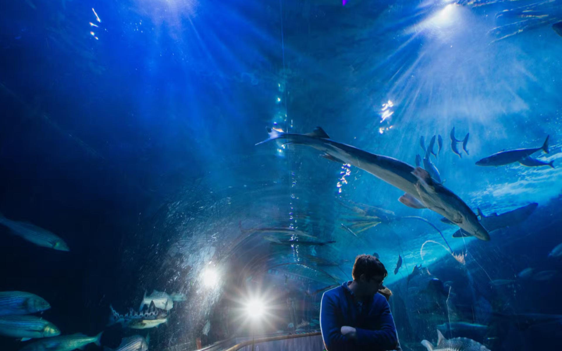 Aquarium of the Bay Ticket - Thumbnail 3