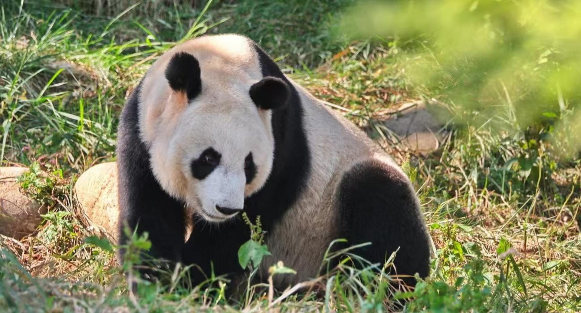 Xi'an City to Qinling Giant Panda Research Center (Meet Qi Zai, the Brown Panda) Round Trip Private Car Day Tour - Thumbnail 4