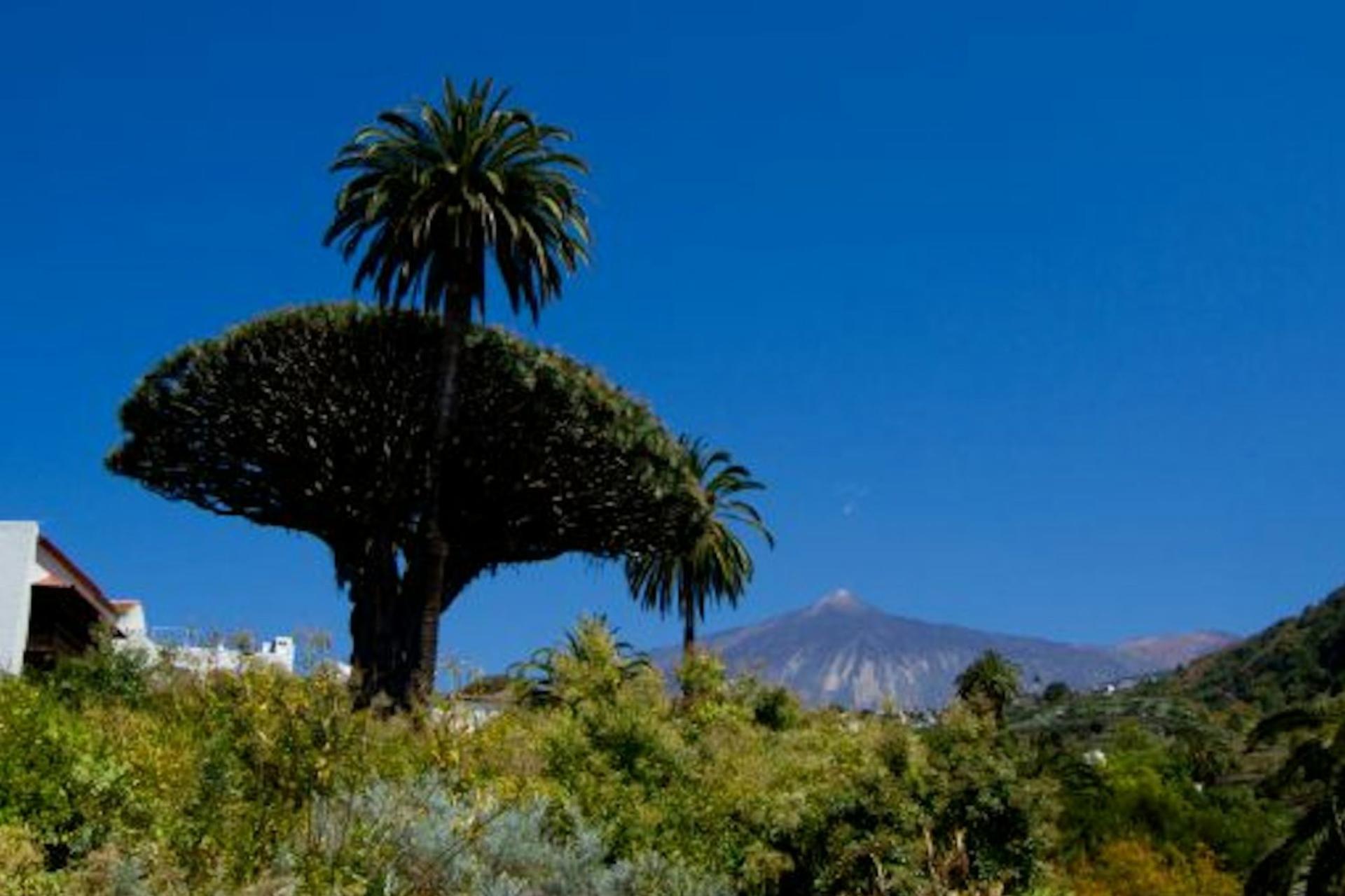 Dragon tree and botanical gardens ticket in Tenerife - Thumbnail 4