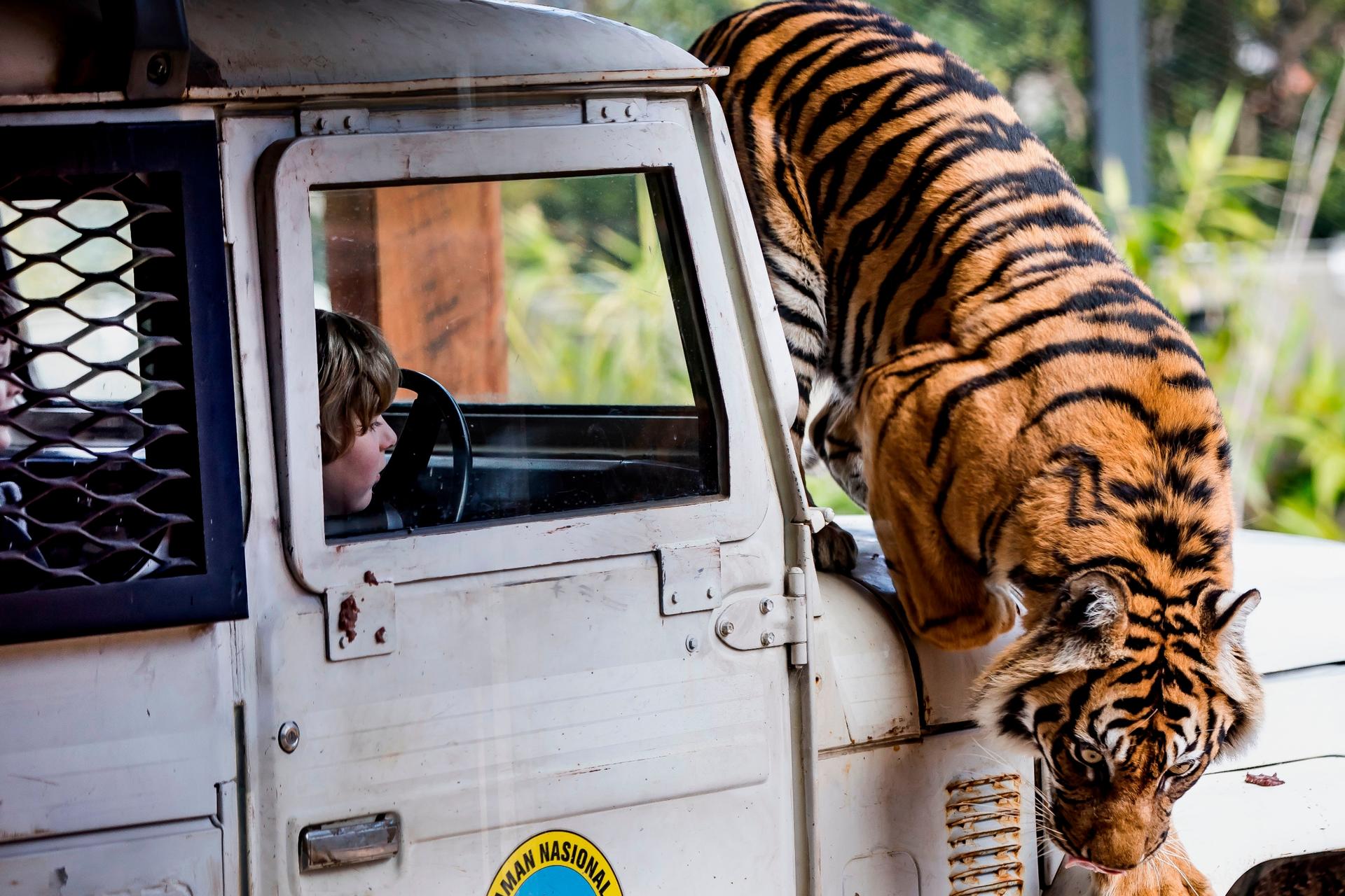 Taronga Zoo and Sydney Harbour Ferry Ticket - Thumbnail 8