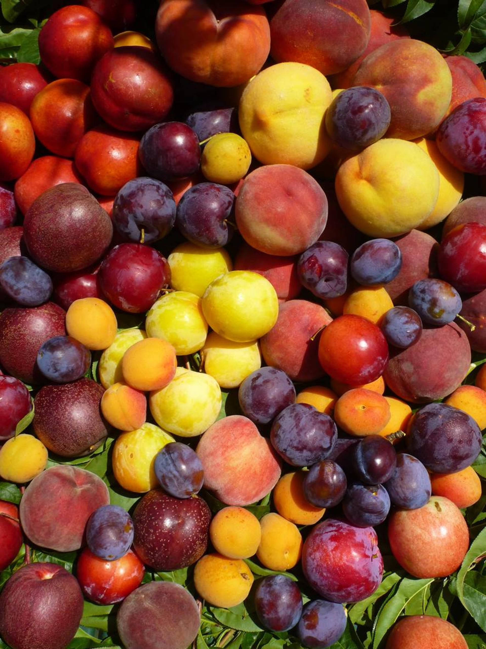 Melbourne's Yarra Valley Orchard Tour - Thumbnail 13