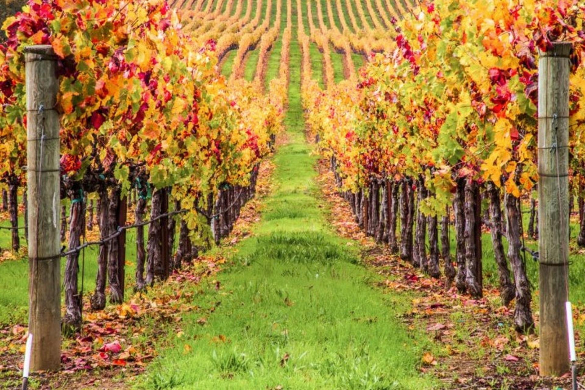 Small Group Sonoma Wine Country Tour from San Francisco - Thumbnail 2