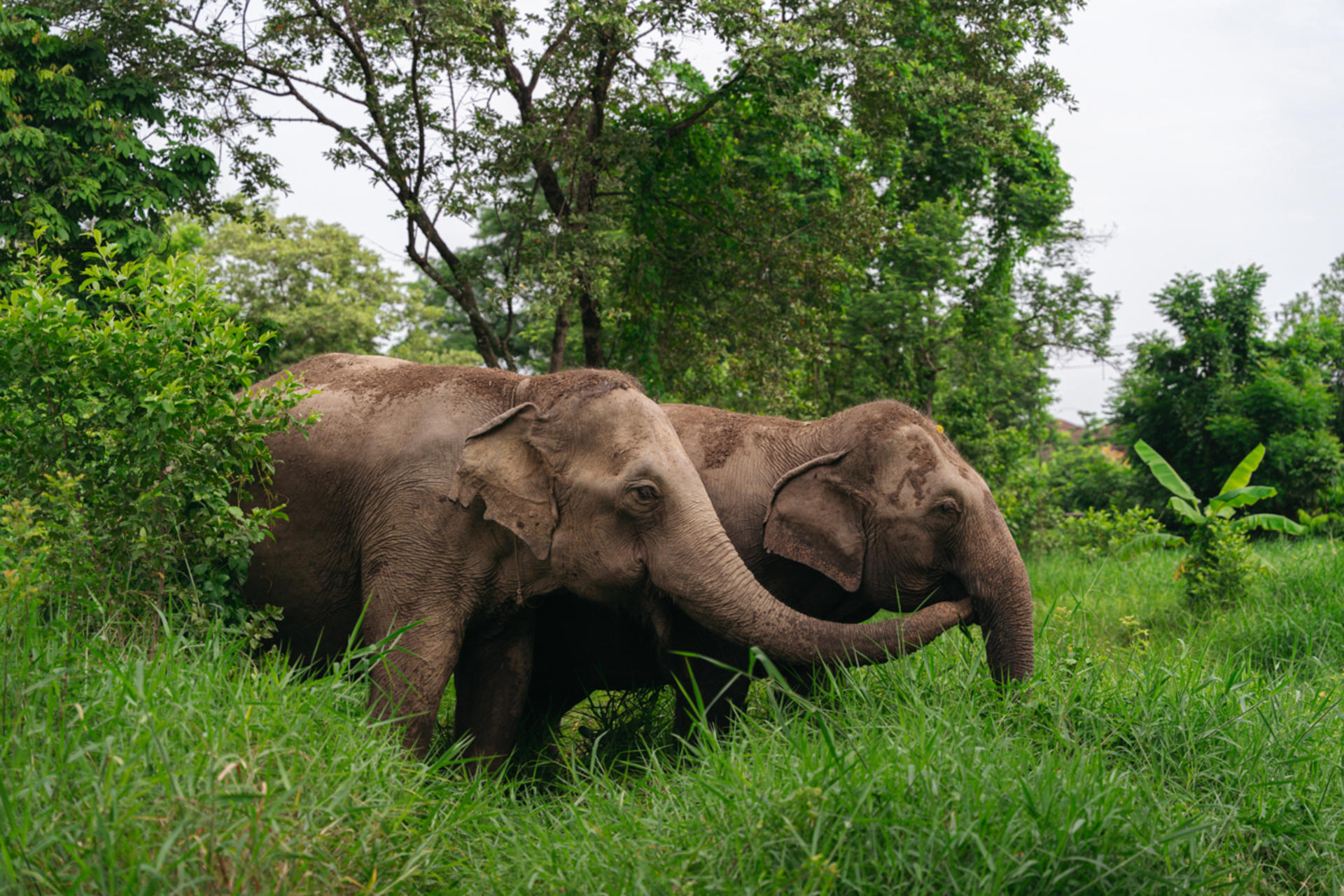 Love Elephant Sanctuary Bangkok Experience - Thumbnail 2