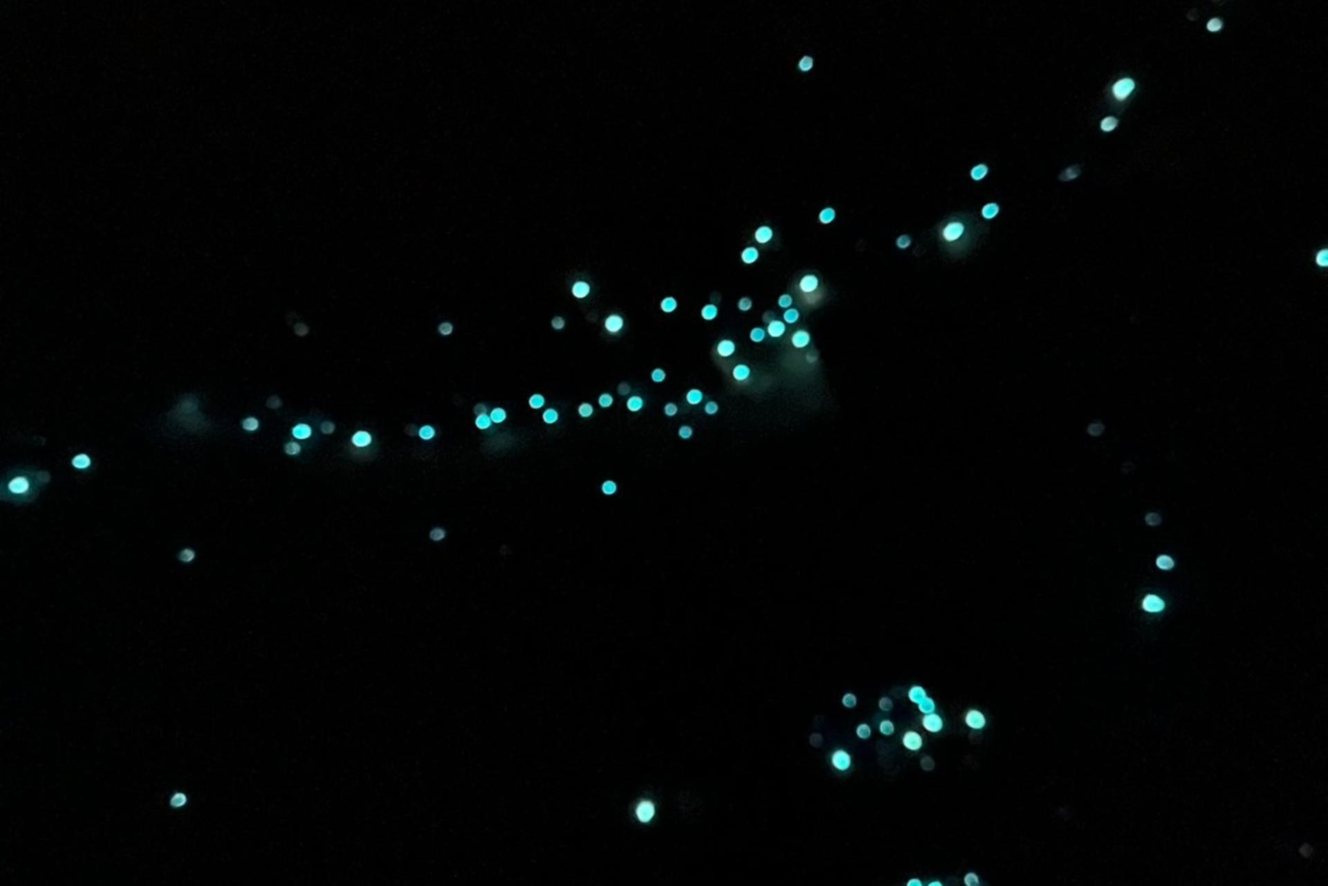 Natural Bridge Springbrook National Park Glow Worm Night Tour - Thumbnail 9