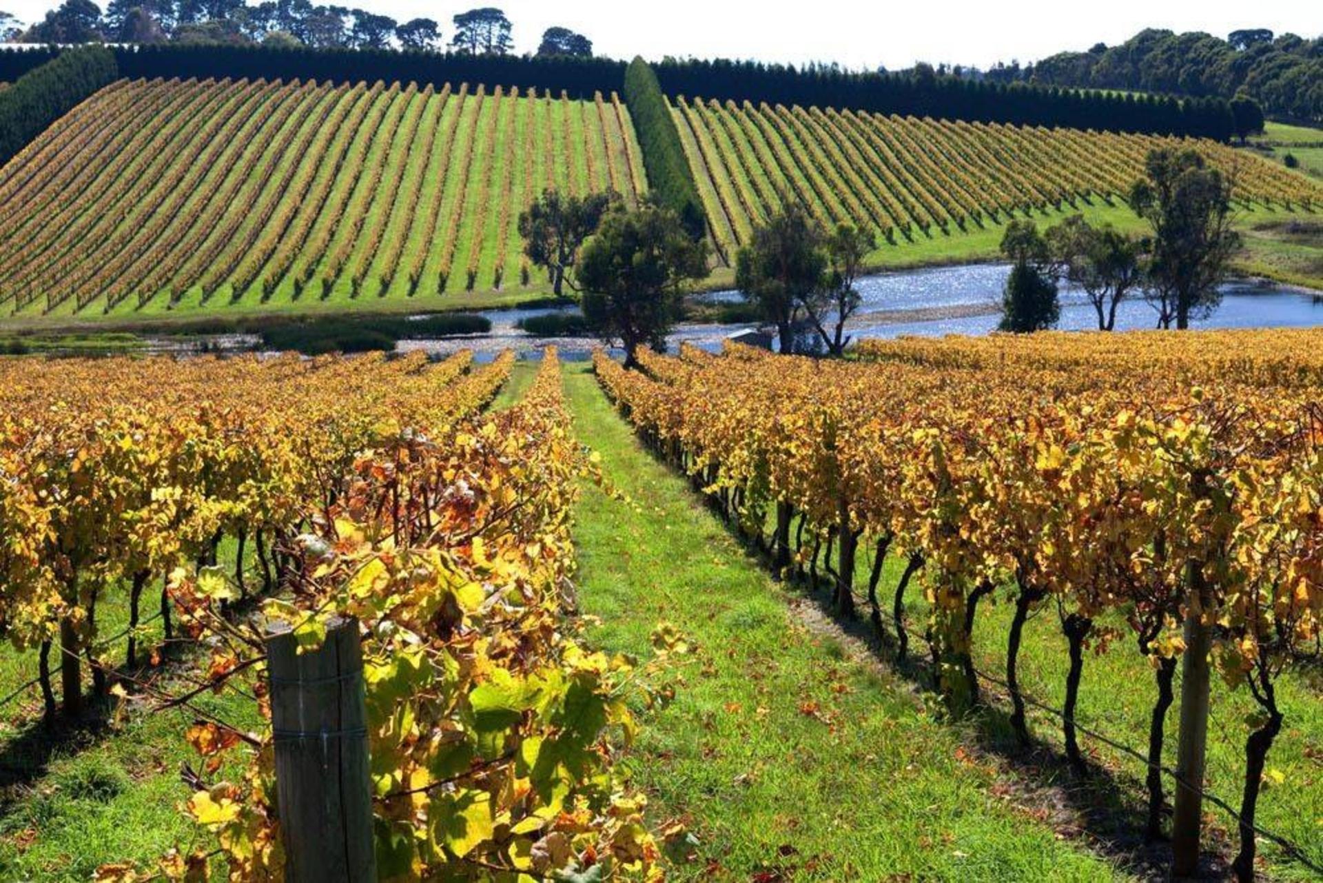 Mornington Peninsula Wine and Hot Springs Tour - Thumbnail 3