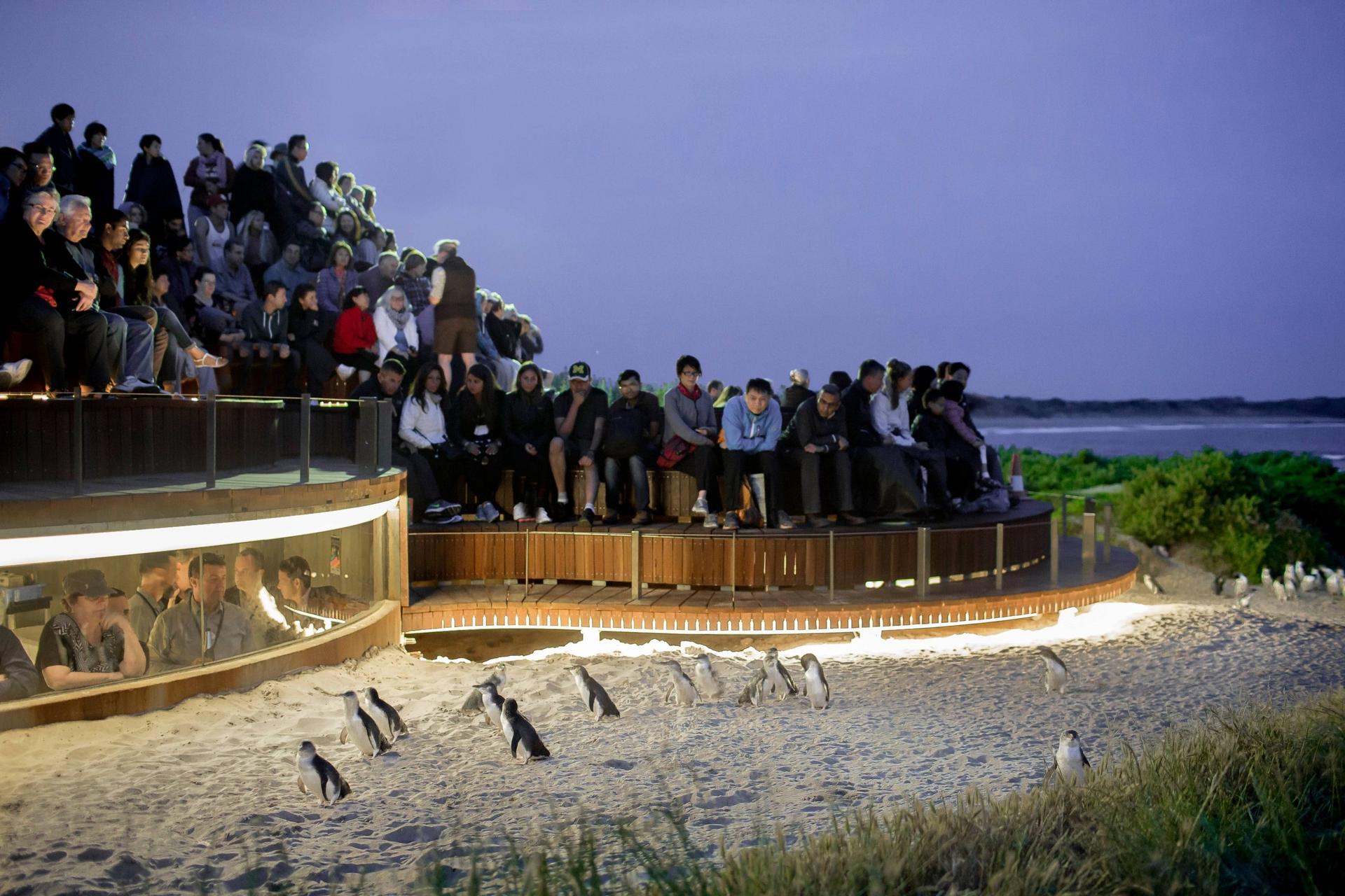 Puffing Billy, Phillip Island and Brighton Beach Tour - Thumbnail 6