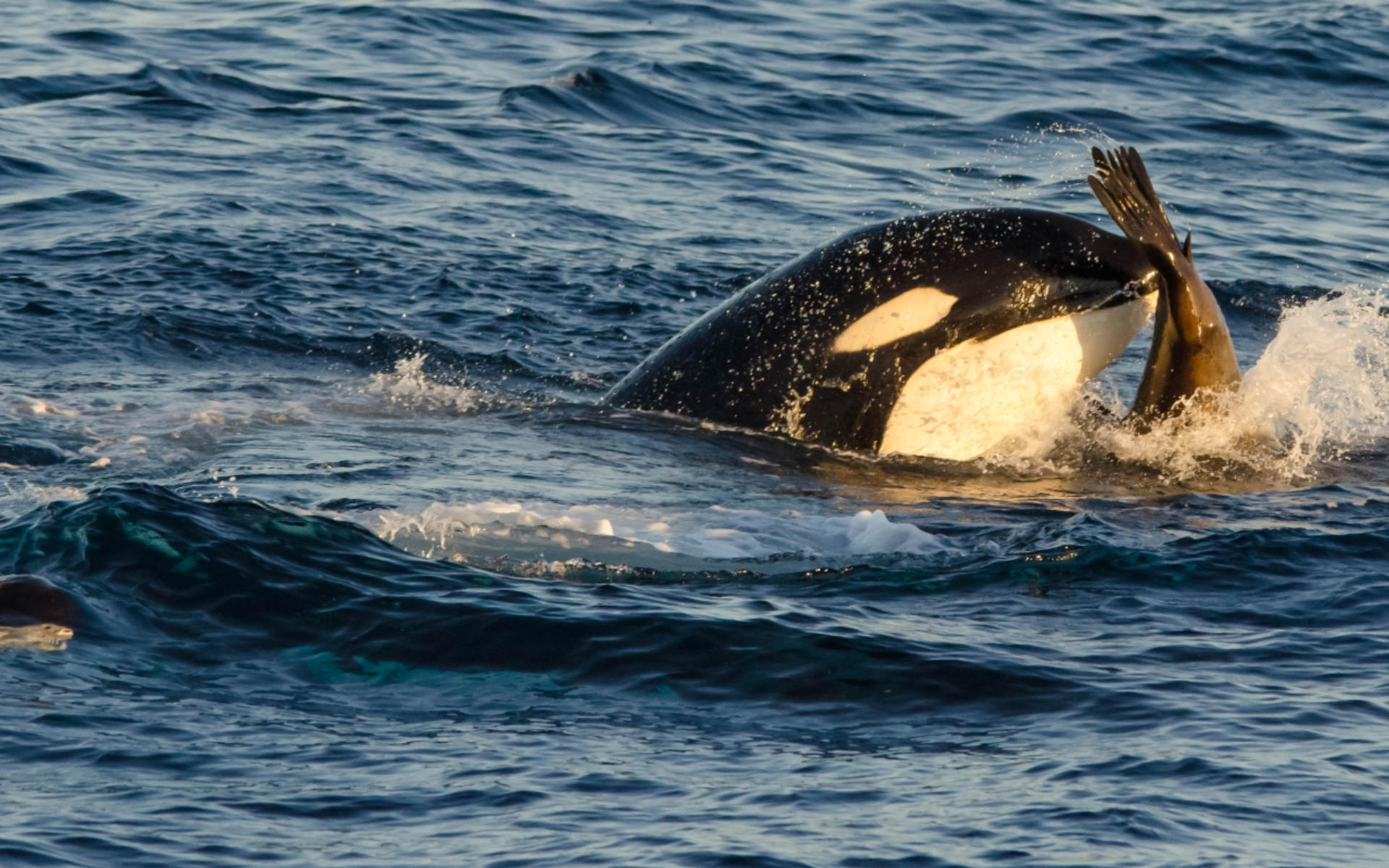 Marine Wildlife Adventure Whale & Dolphin Watching from Long Beach - Thumbnail 5