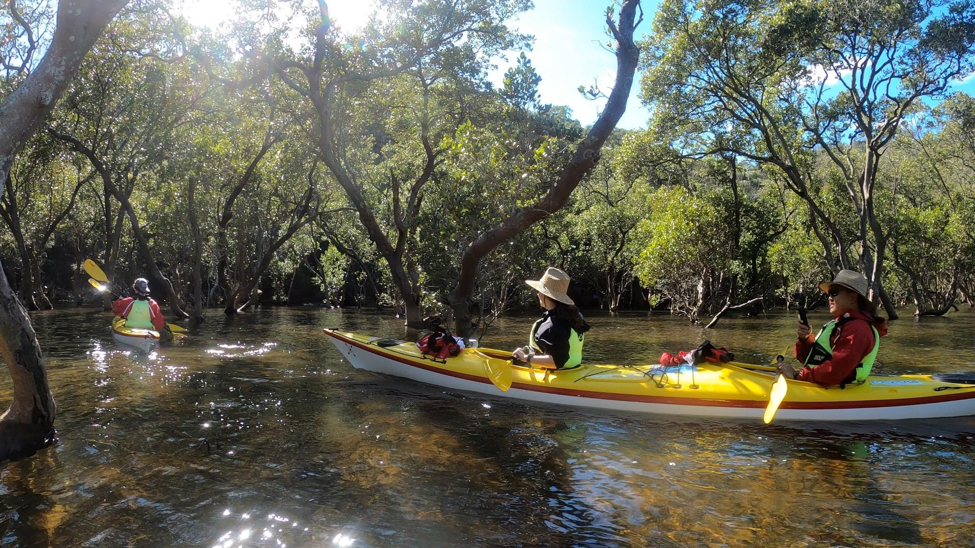 Middle Harbour Kayak Eco Tour by Sydney Harbour Kayaks - Thumbnail 7