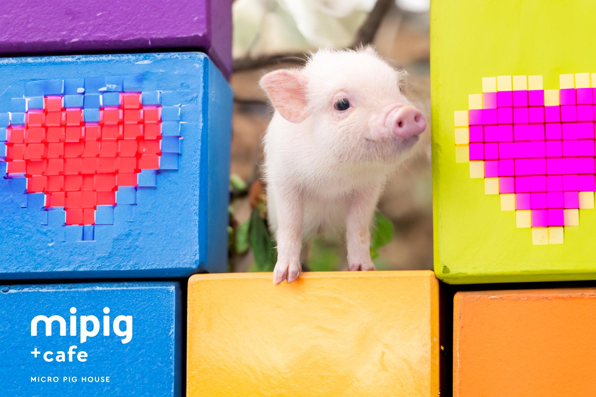 Micro Pig Cafe Experience in Ikebukuro Tokyo - Image 1