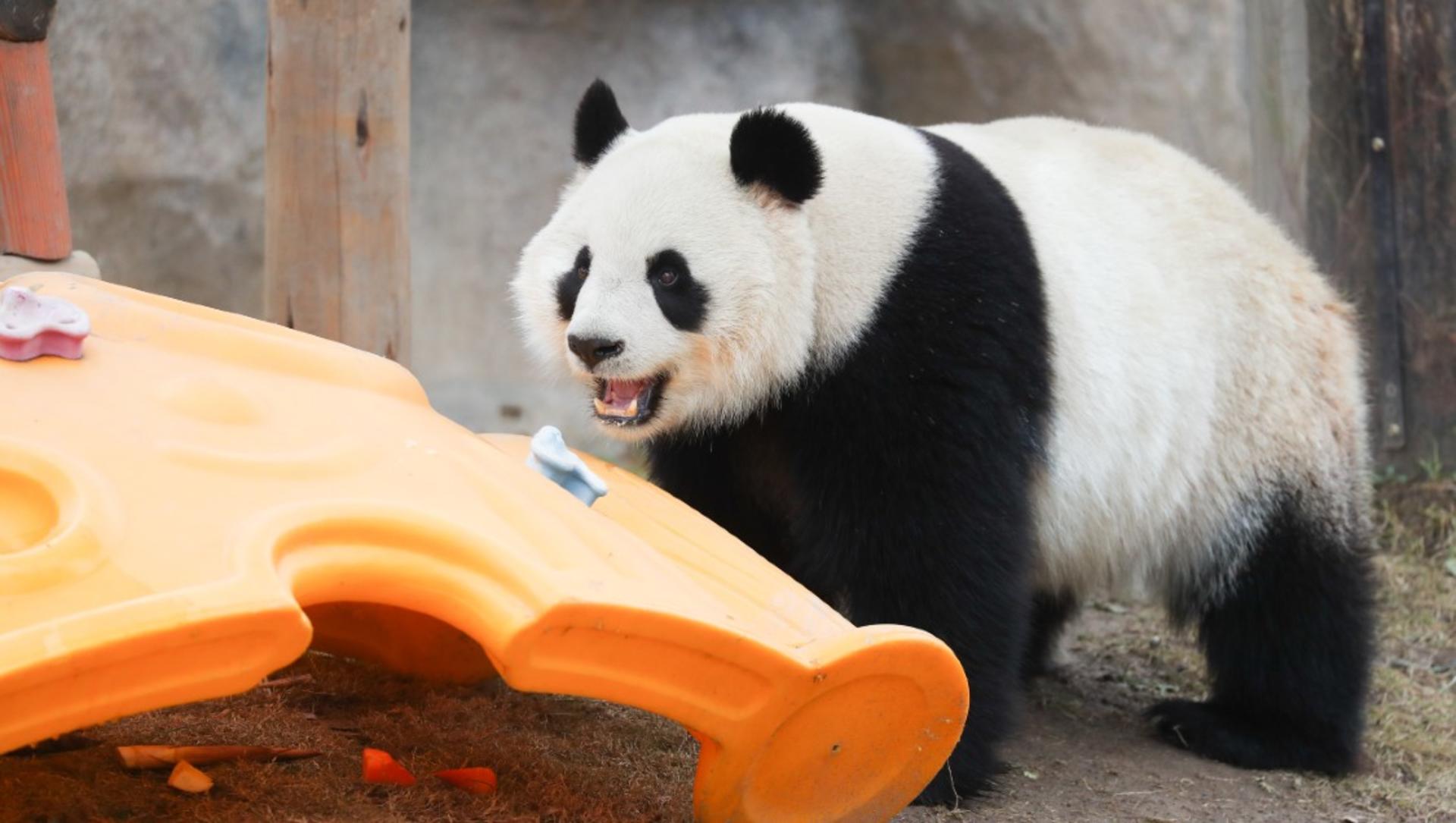 Shanghai Wild Animal Park Ticket - Thumbnail 2