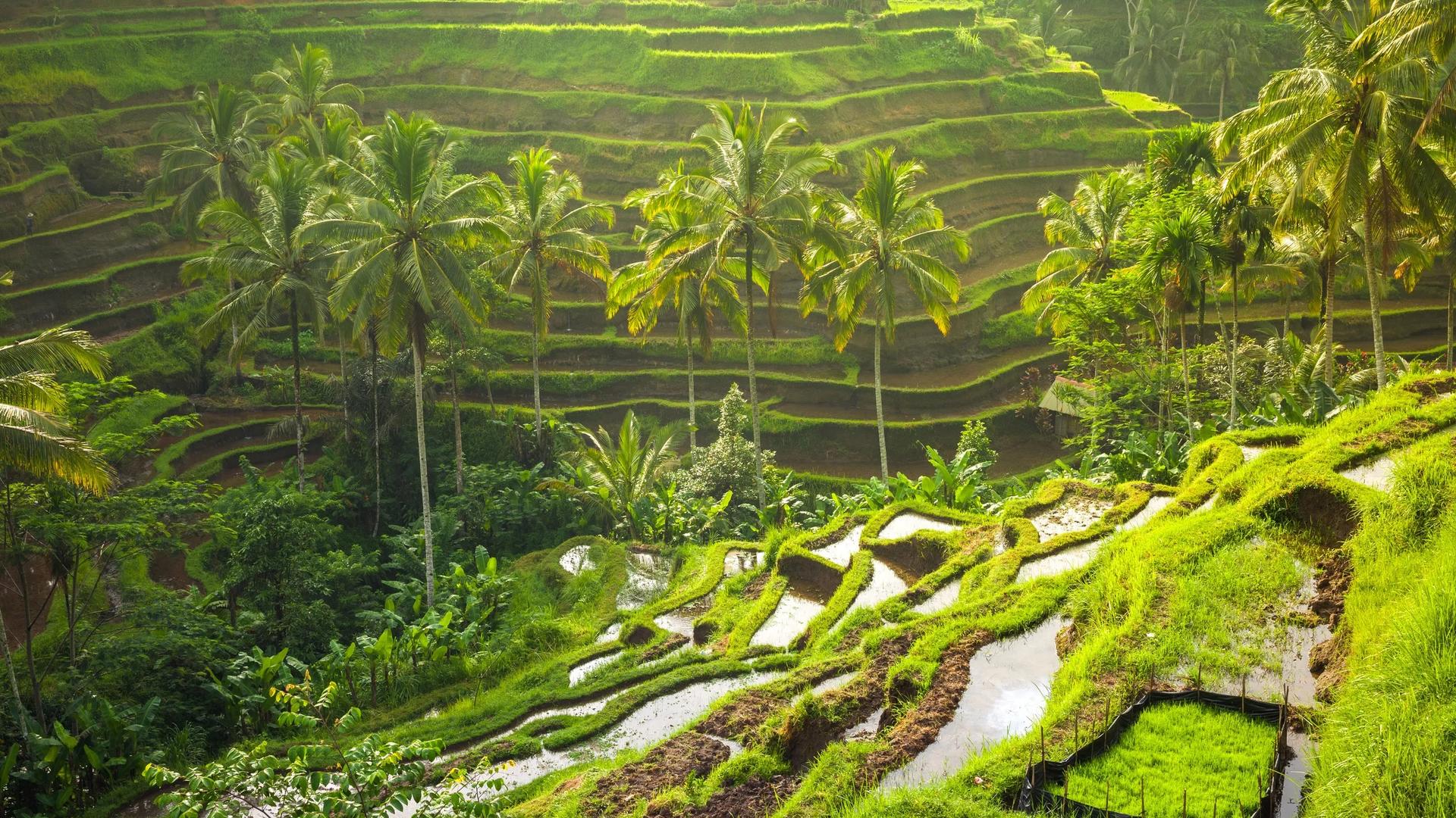 Highlights of Bali Private 2 Days Tour - Image 1