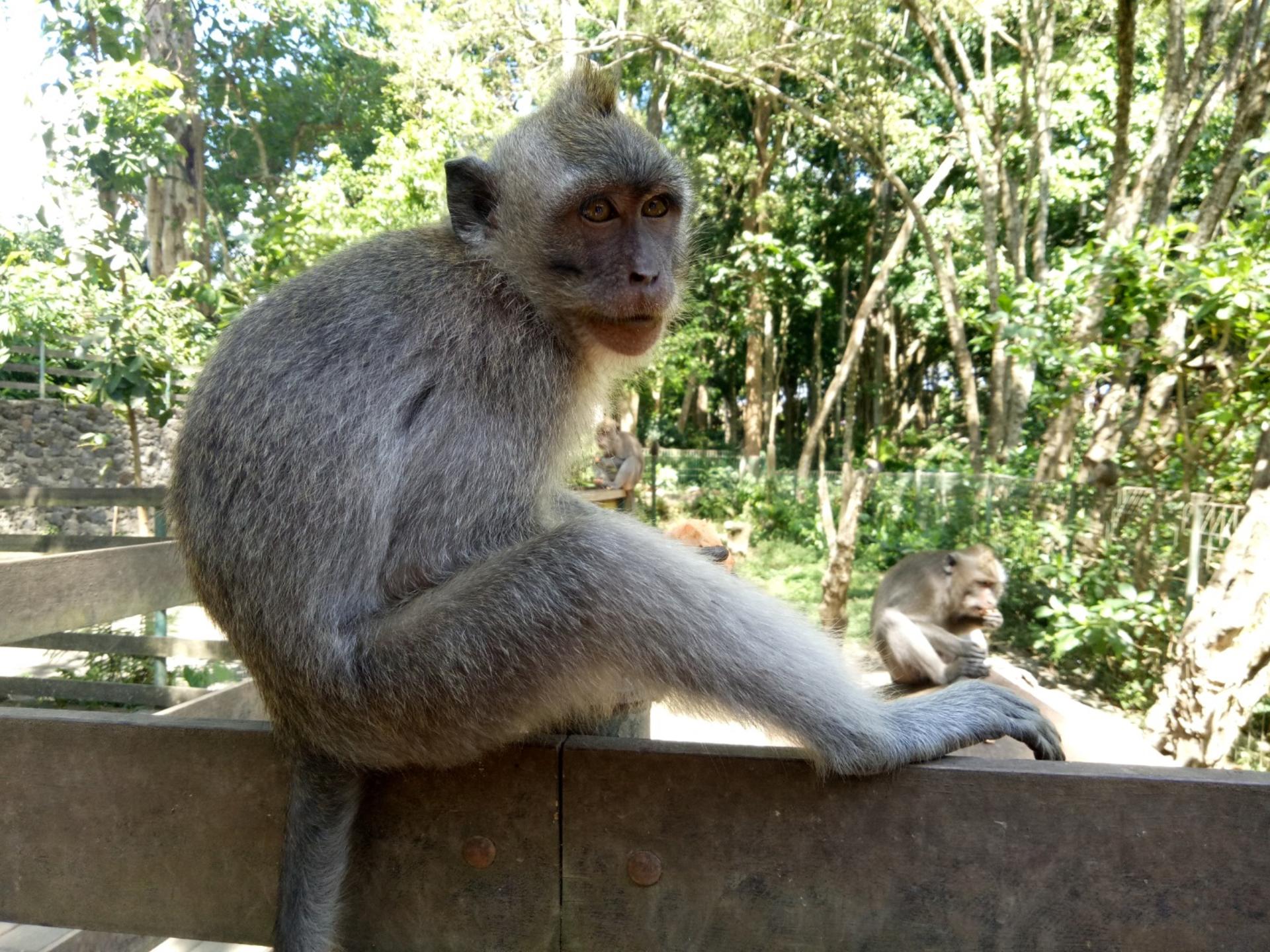 Cooking Class in Ubud with Visit to Monkey Forest and Rice Terrace - Thumbnail 4