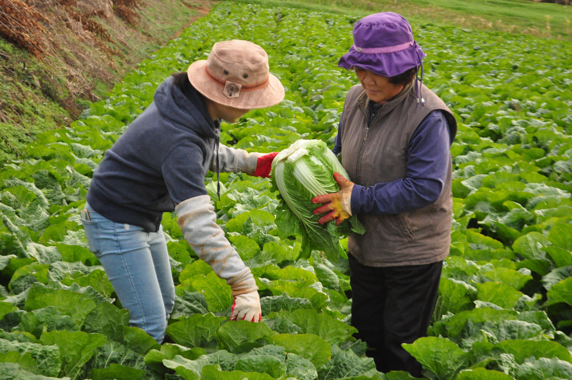 Traditional Kimchi Making Class in Seoul  - Thumbnail 2