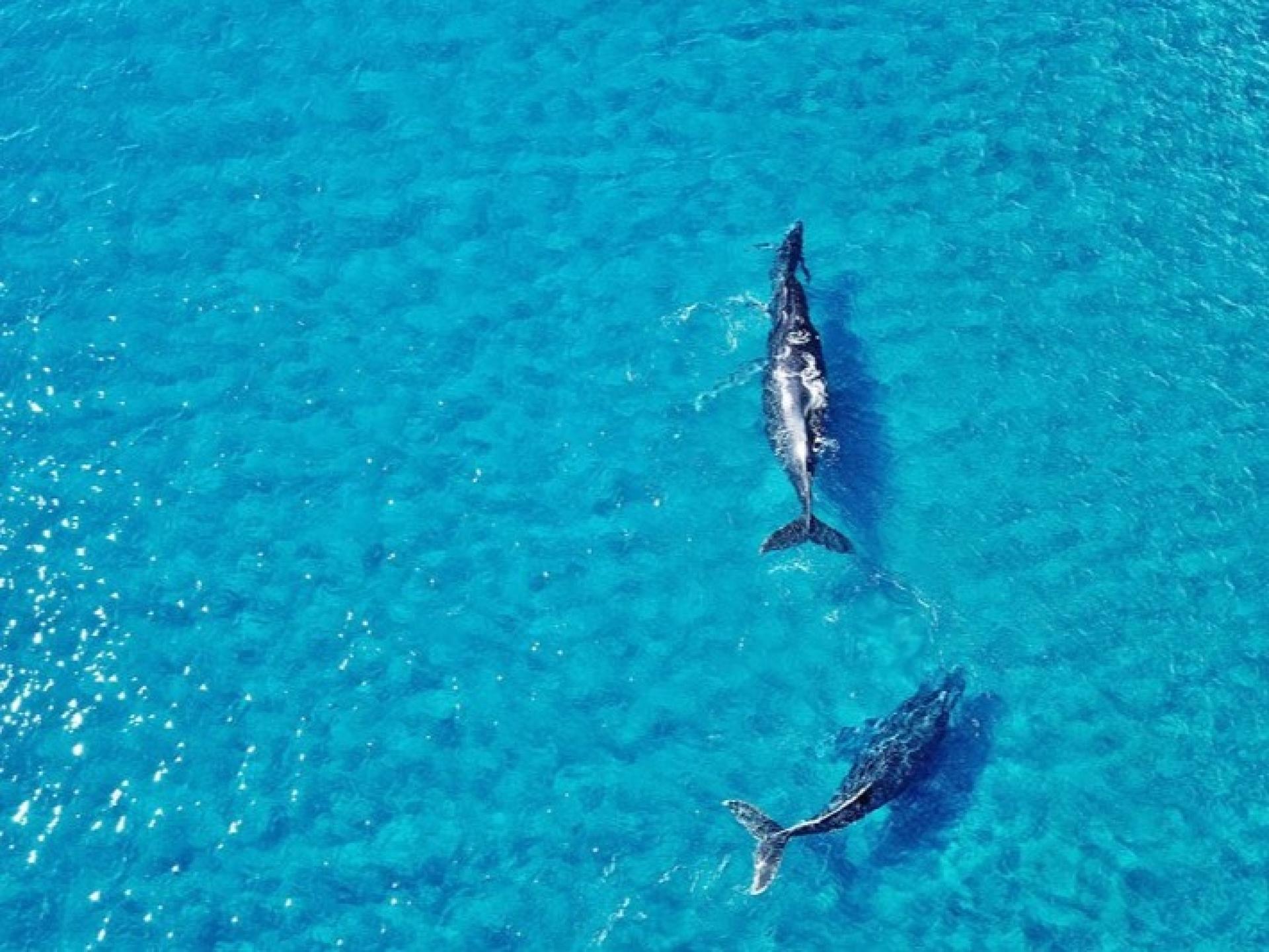 West Oahu Dolphin Watch and Snorkel Sail - Thumbnail 2