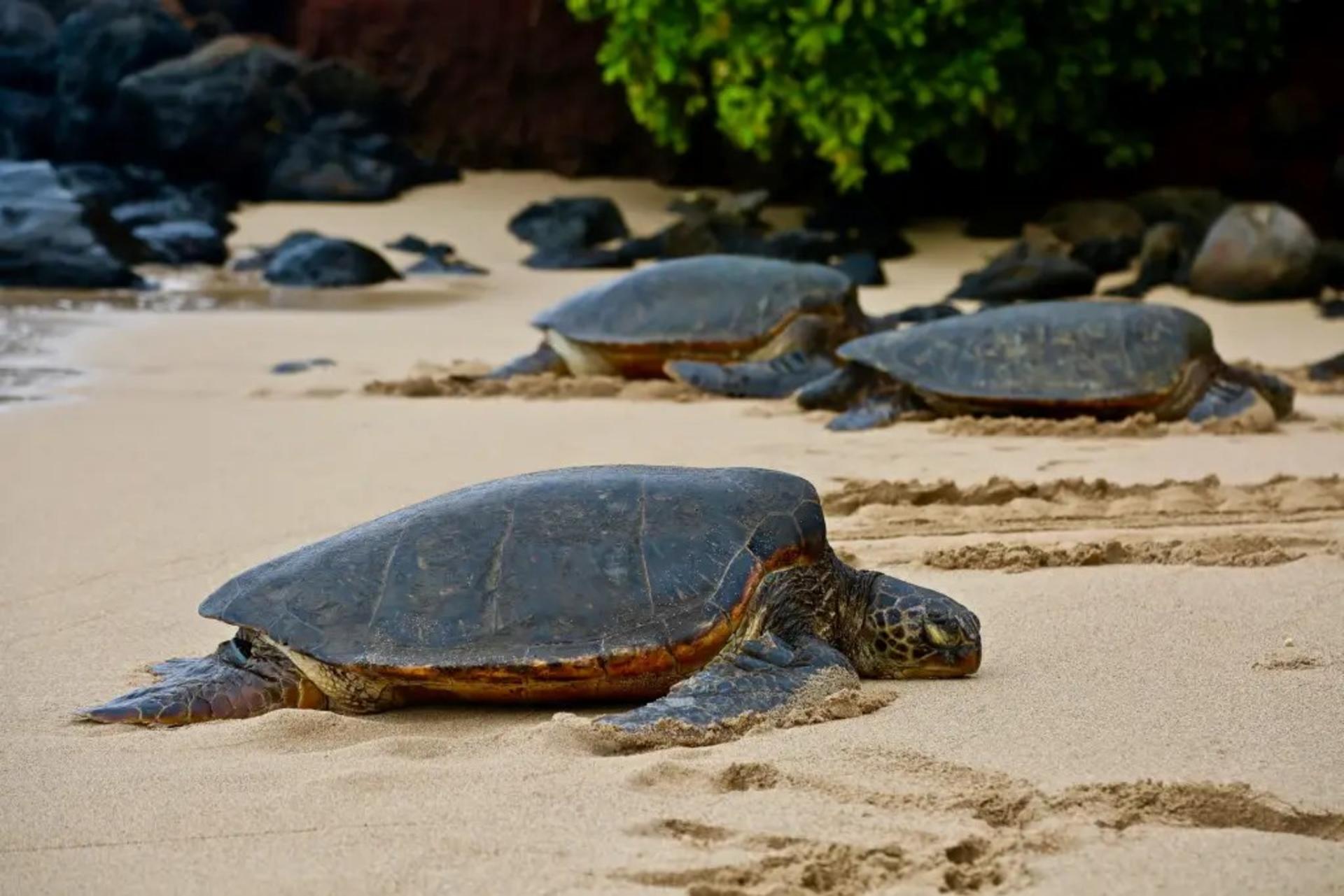 Oahu Ultimate Circle Island Day Tour