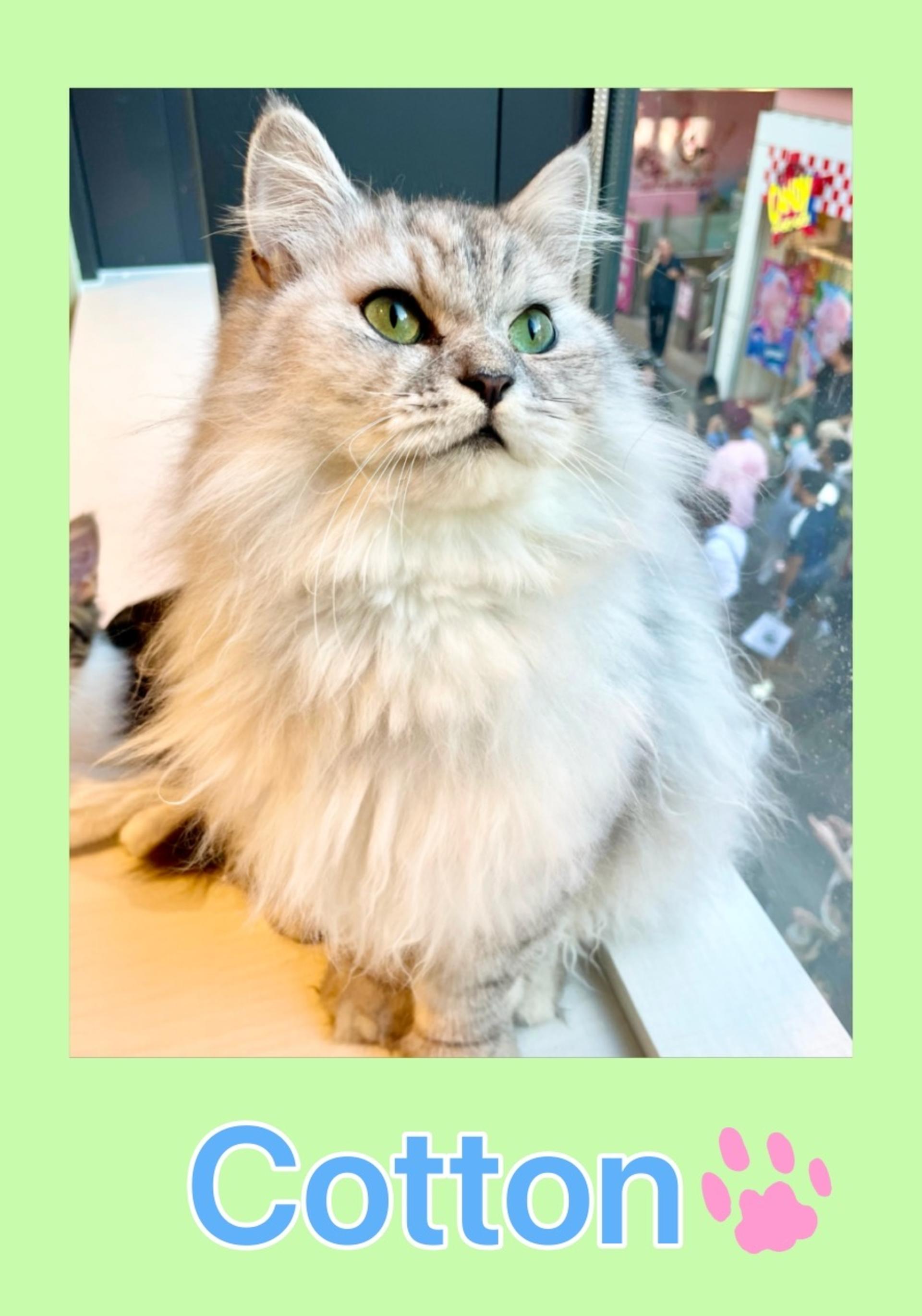 Cozy Cat Therapy in Kichijoji: Hang Out with Rescued Cats in Tokyo - Thumbnail 7