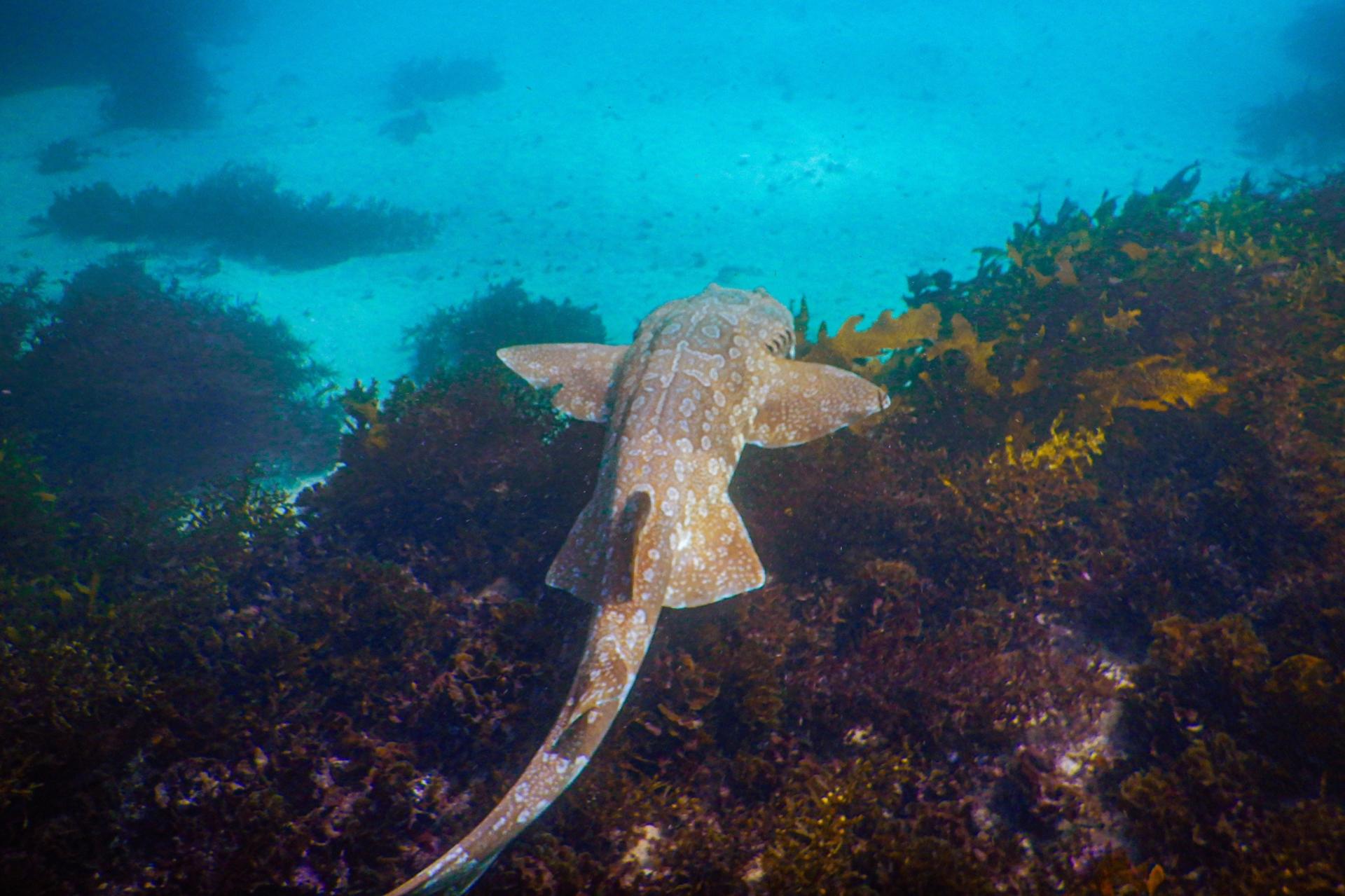 Family Snorkeling Tour with Private Guide In Sydney - Thumbnail 6
