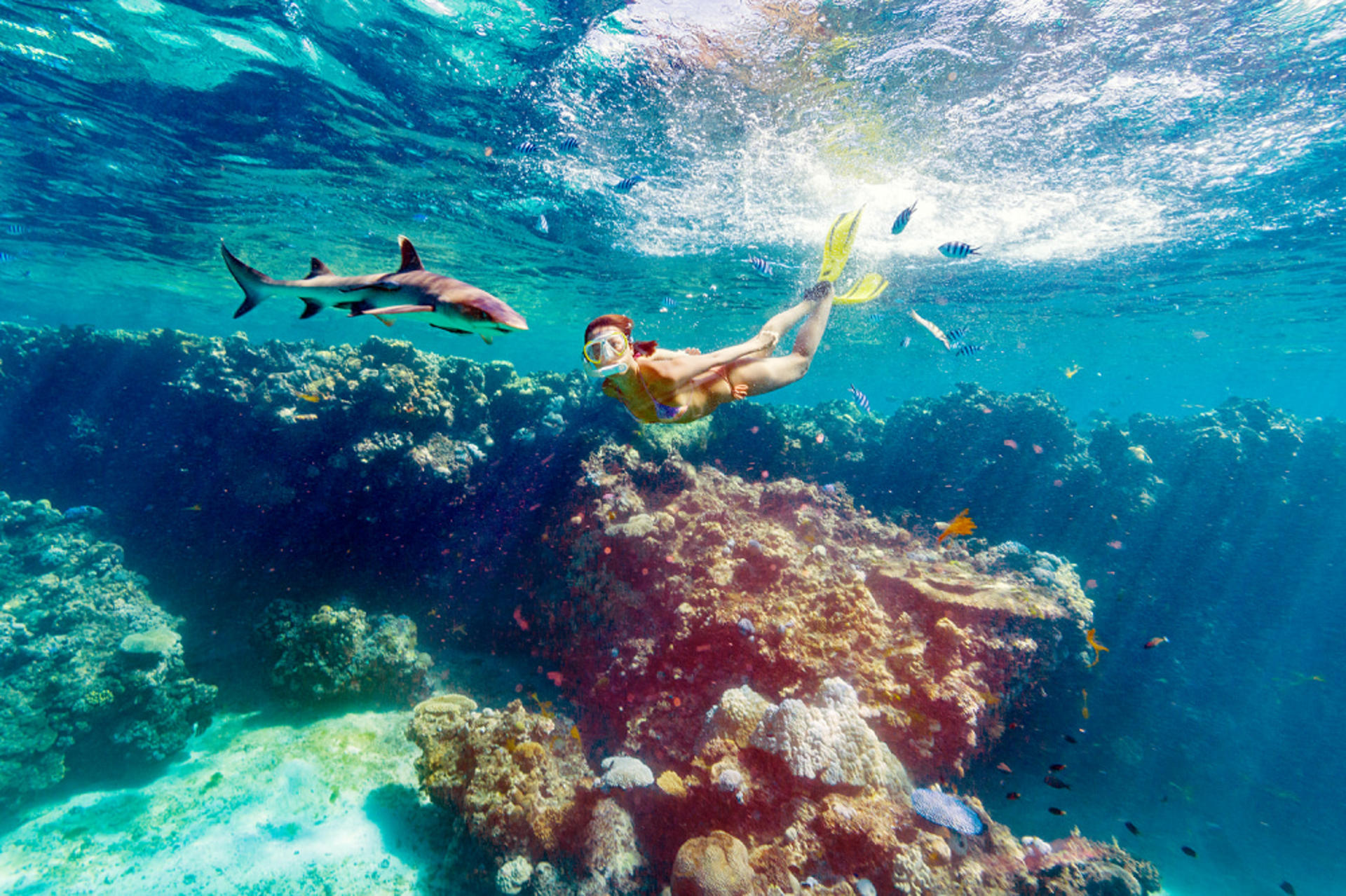 Ultimate Encounter Snorkel with Sharks in Fiji - Image 1