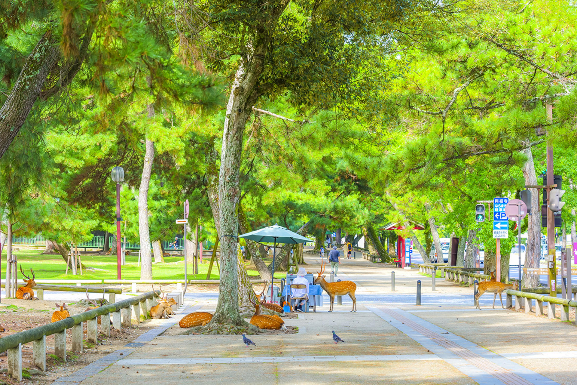 Kyoto & Nara & Amanohashidate 2-Day Tour - Free Shrimp Sticks for Feeding Seagulls (Accommodation Not Included) - Thumbnail 8