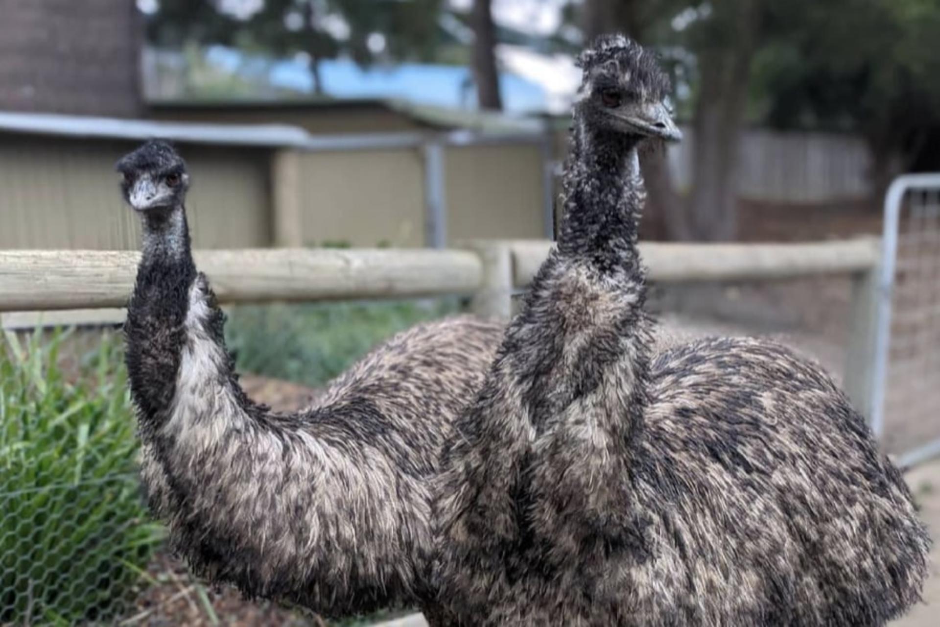 Ballarat Wildlife Park General Ticket - Thumbnail 3