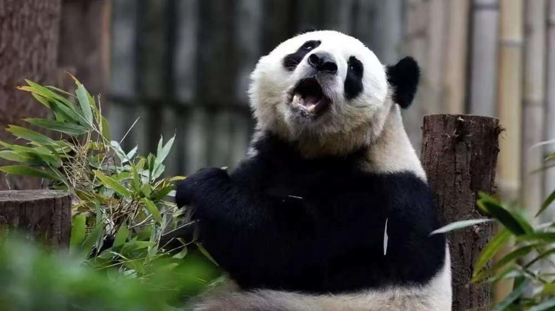 Chengdu Research Base of Giant Panda Breeding Half-Day Tour | Private Tour | Chinese, English and other language guides available - Thumbnail 5