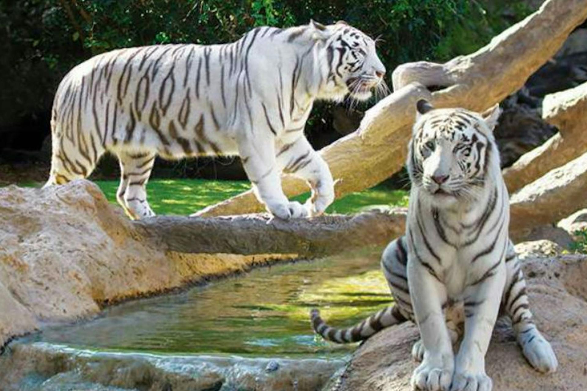 Loro Parque ticket with transfer in Tenerife - Thumbnail 4