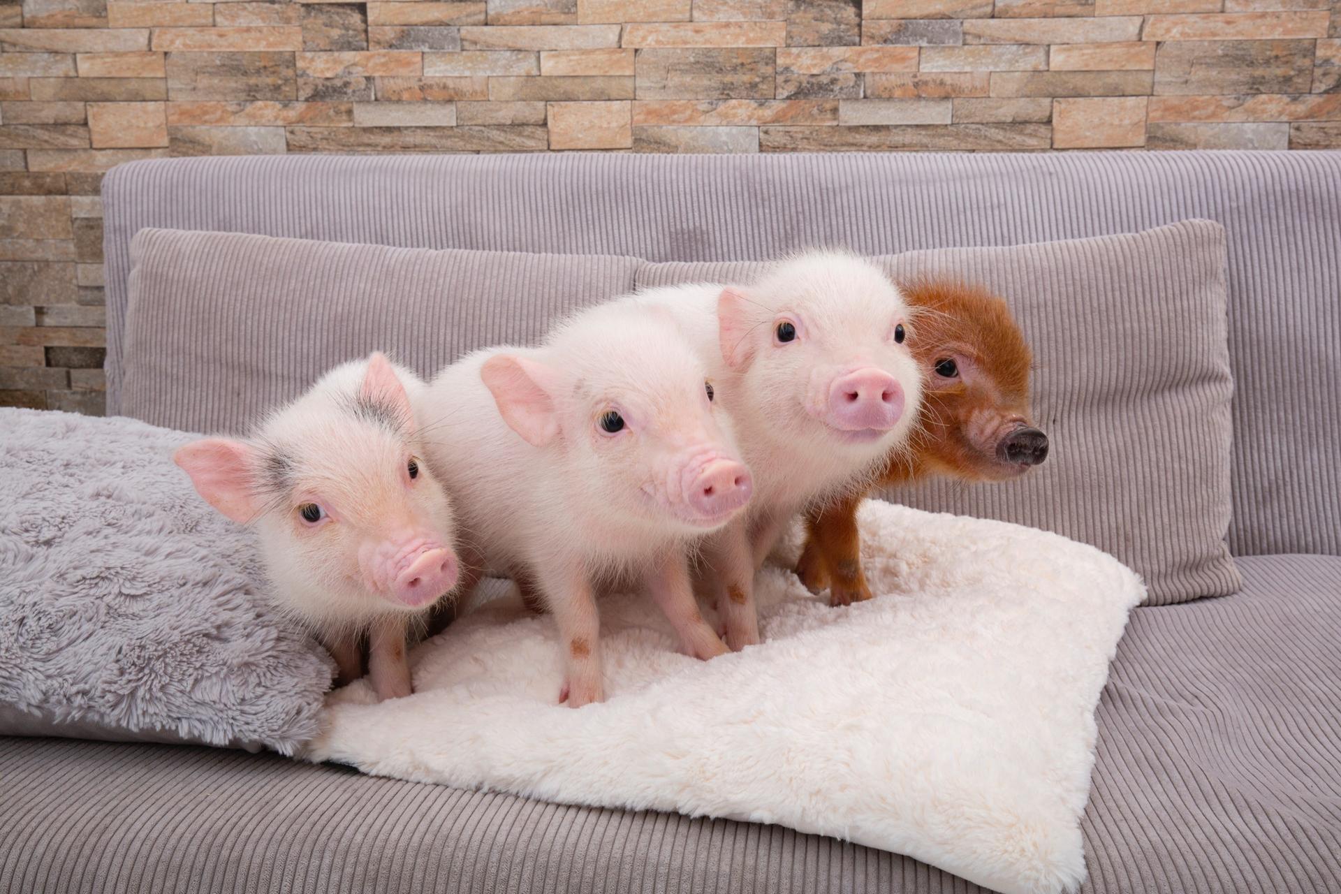 Micro Pig Cafe Experience in Meguro Tokyo - Image 1