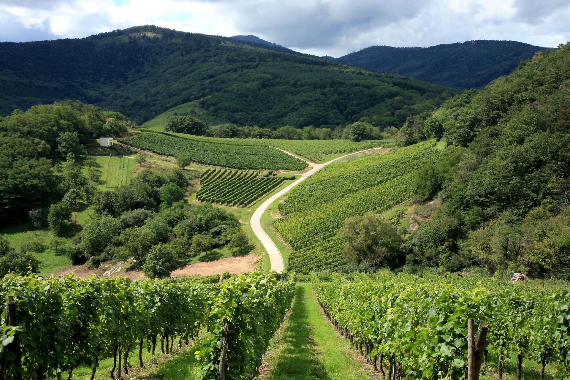 Alsace vineyard tour from Strasbourg - Thumbnail 4