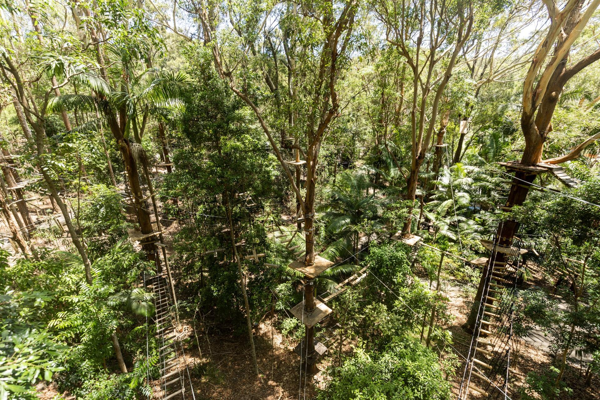 TreeTop Challenge at Currumbin Wildlife Sanctuary  - Thumbnail 2