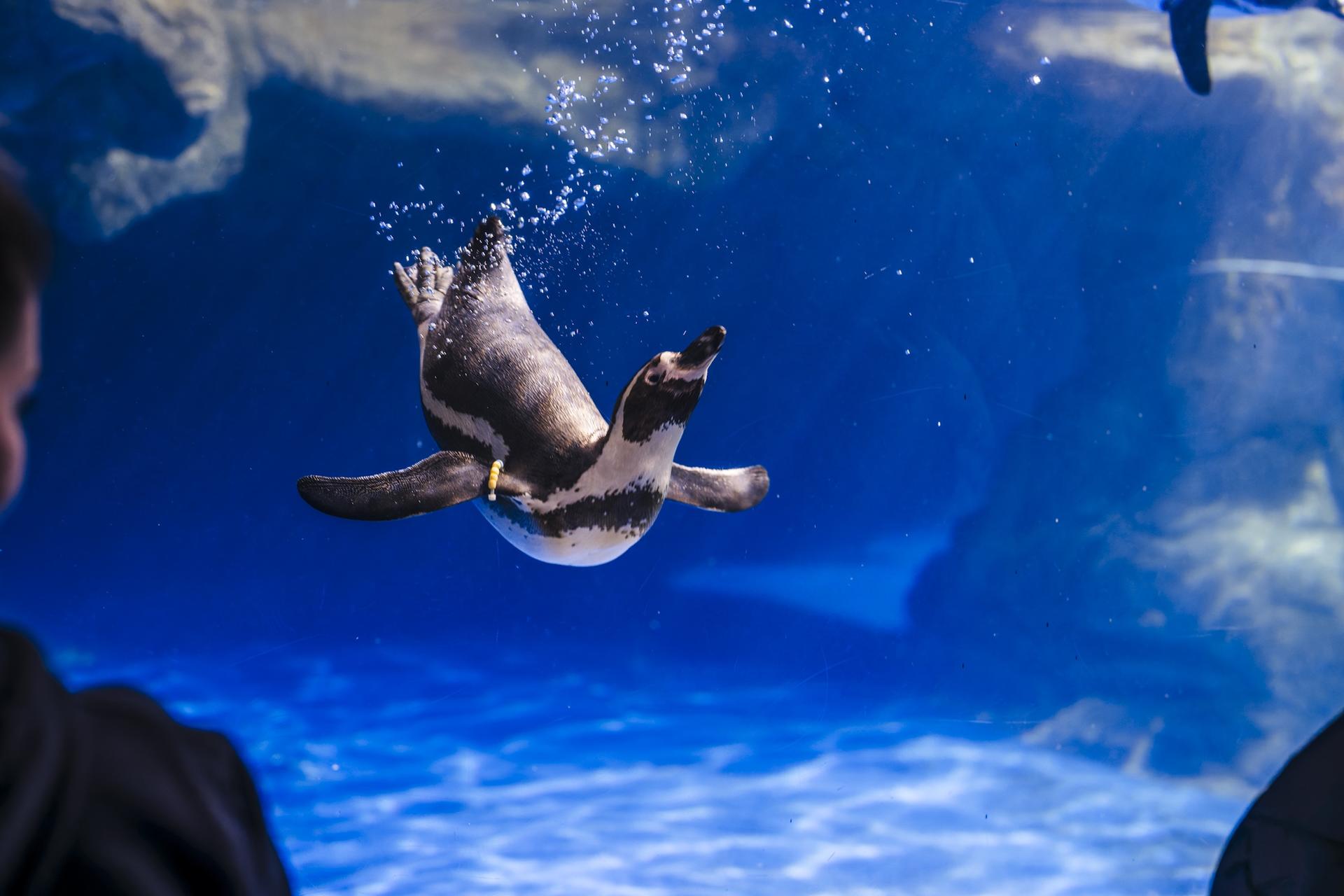 Barcelona Aquarium Ticket - Thumbnail 6