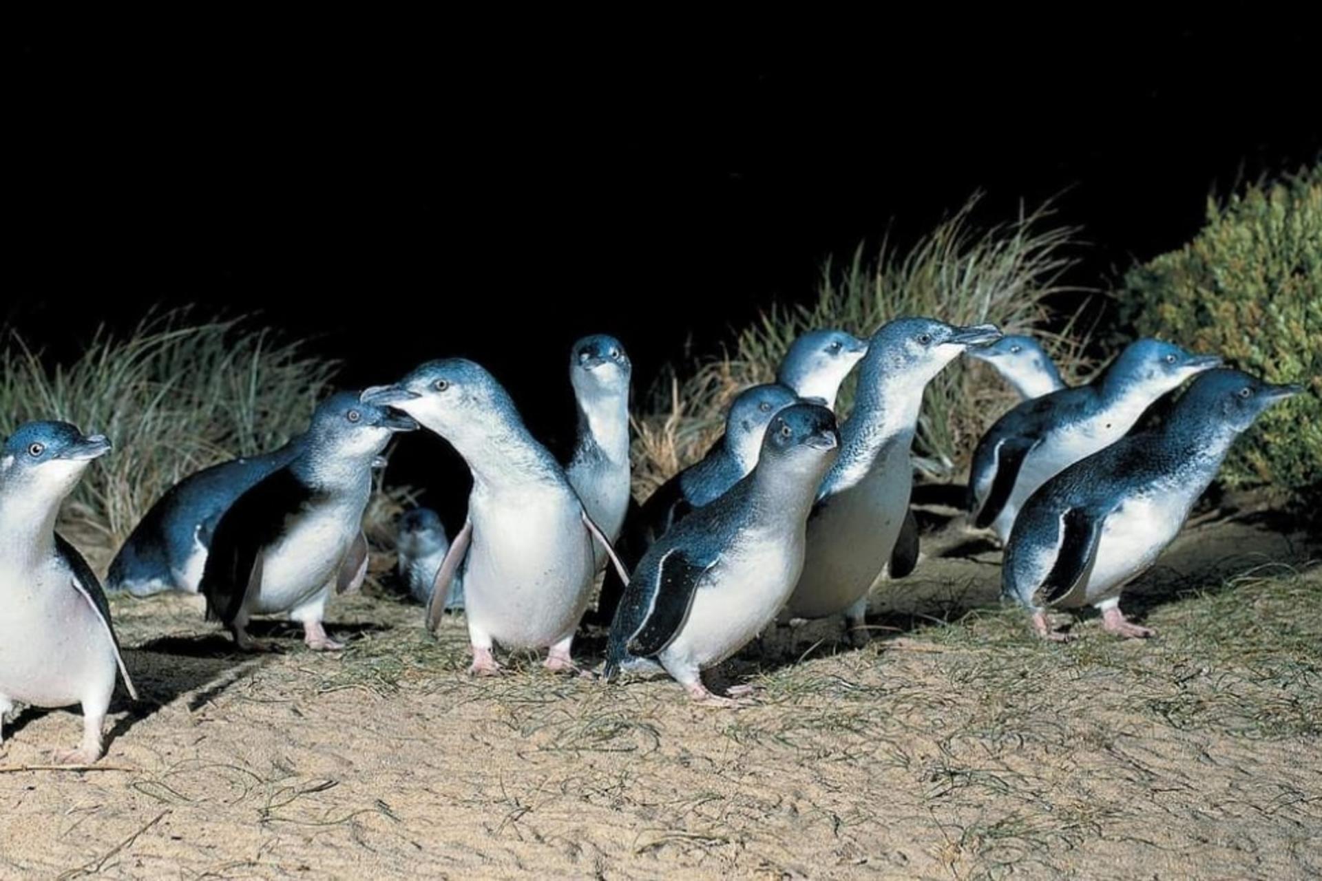 Melbourne Phillip Island Full-Day Private Penguin Parade Tour - Thumbnail 4