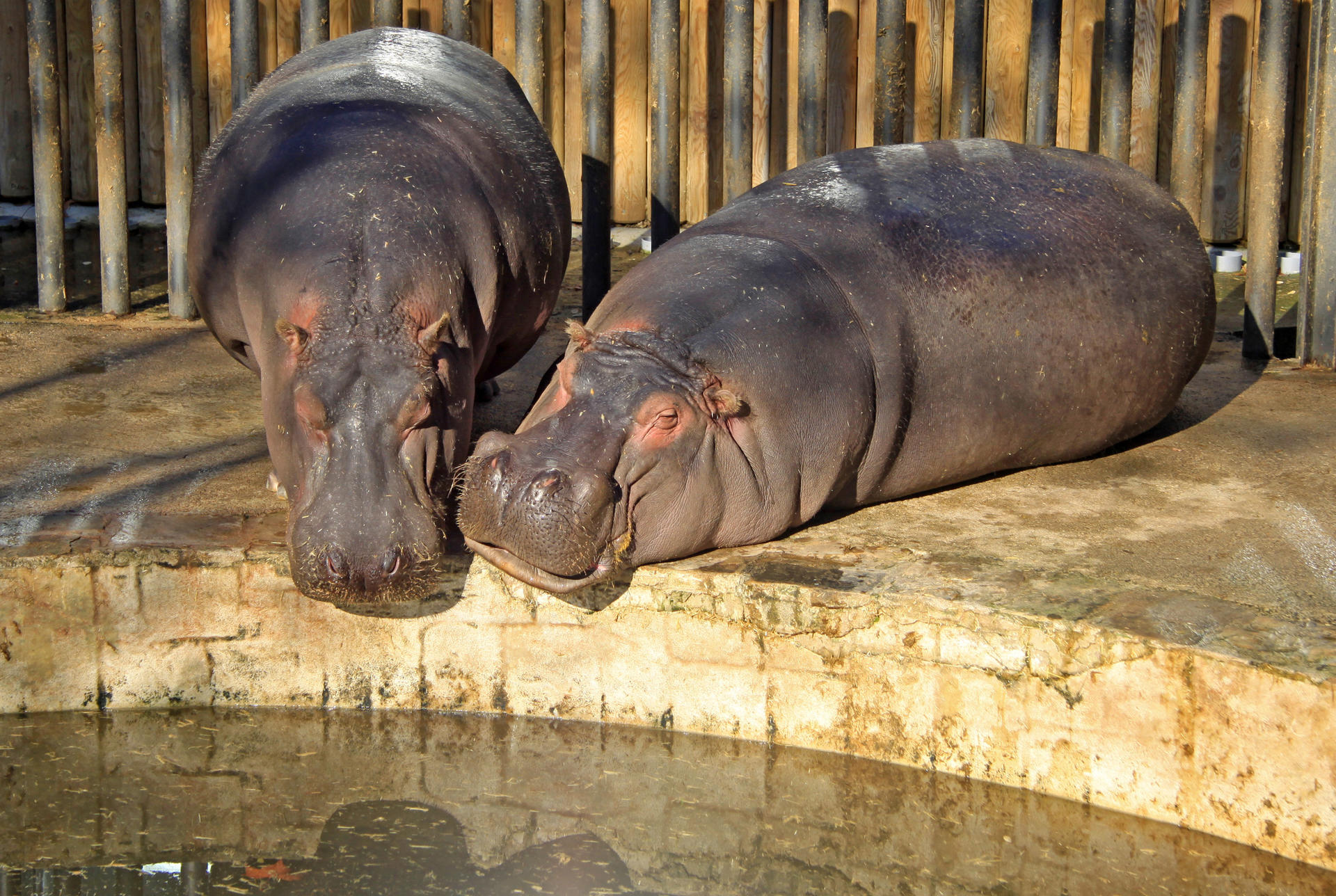 Barcelona Zoo Ticket - Thumbnail 2