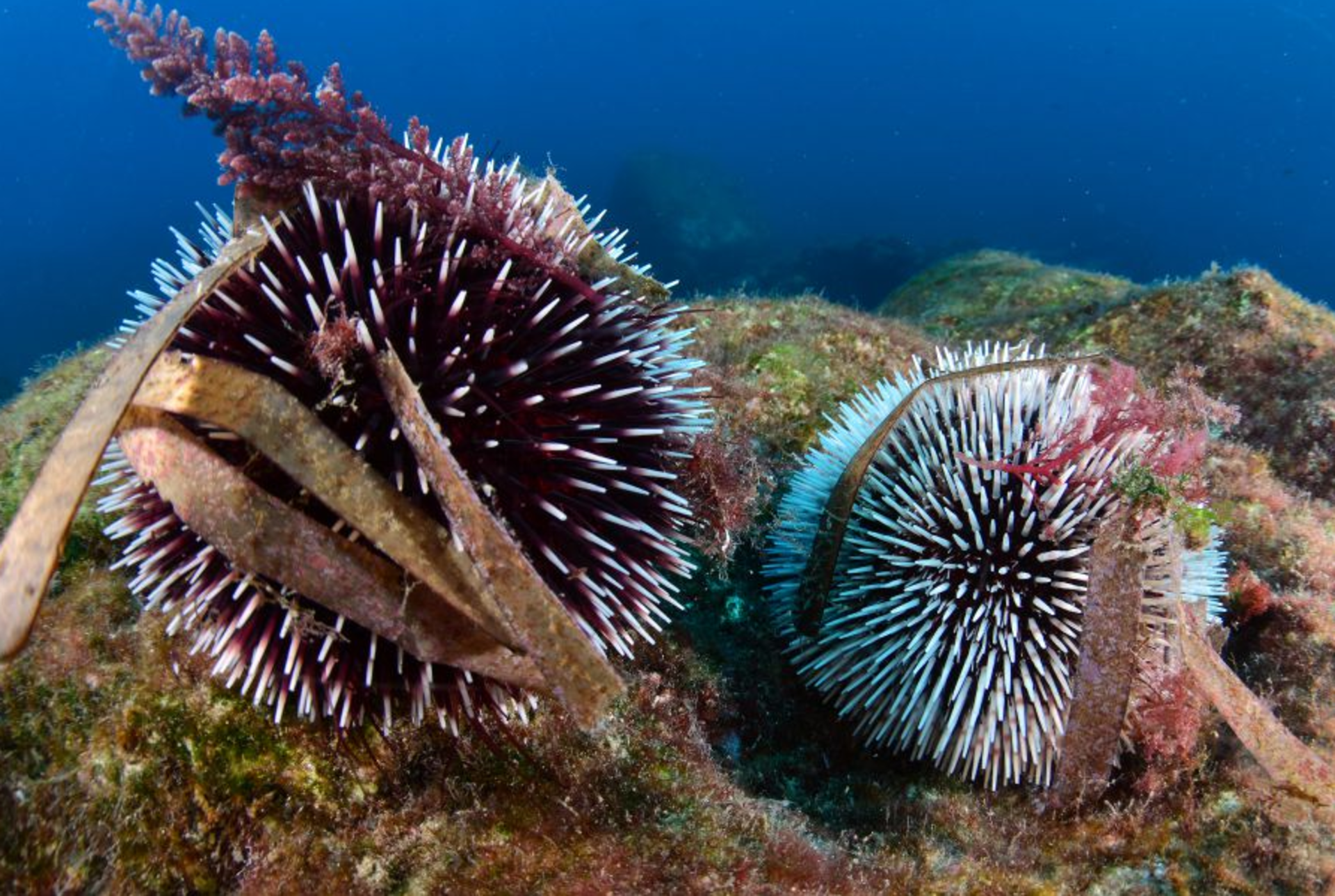 Unveiling Catania's Marine Treasures: Half-Day Dive with PADI Center - Thumbnail 13