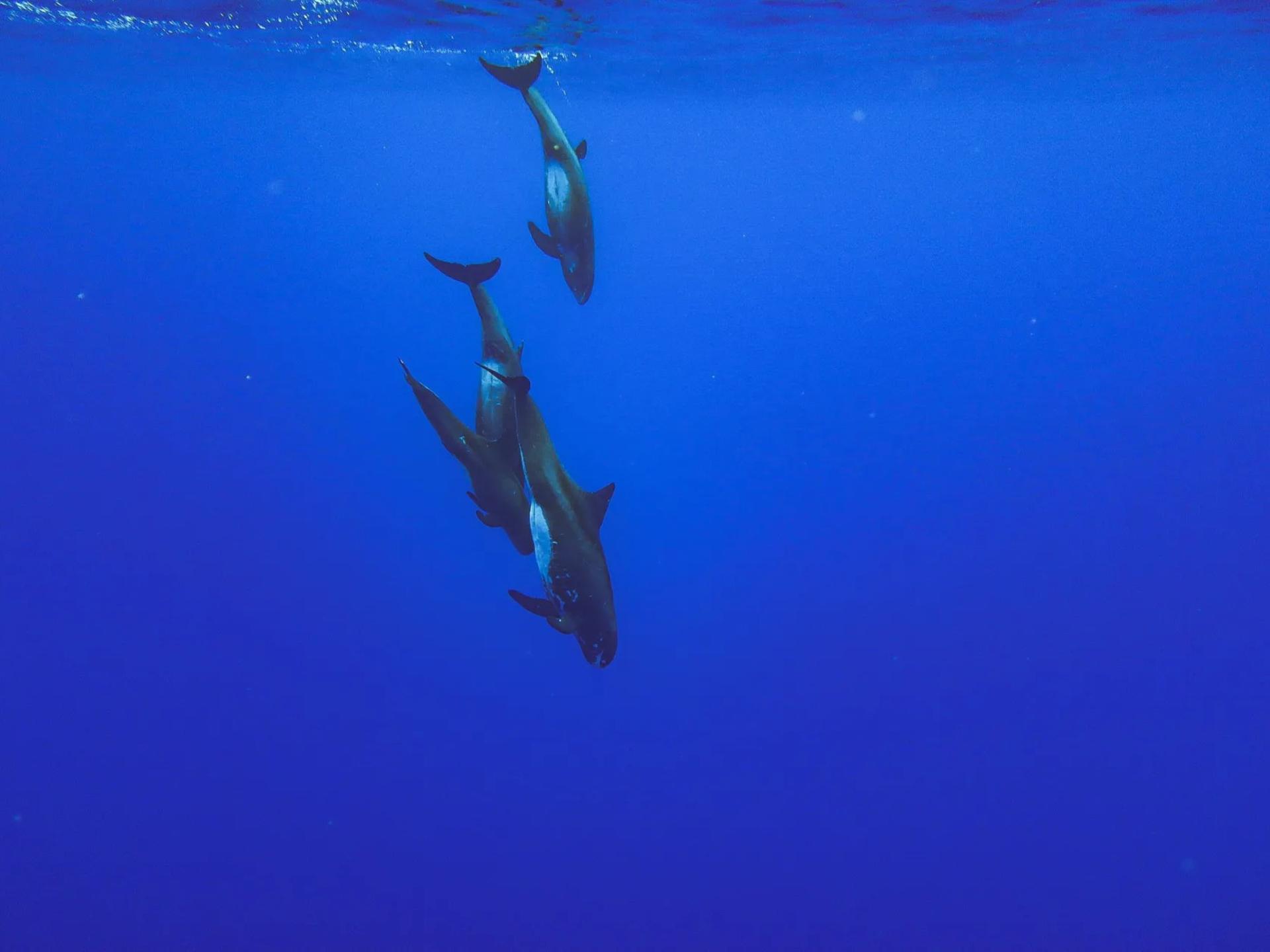 Captain Zodiac Raft and Snorkel Experience in Kealakekua Bay - Thumbnail 7