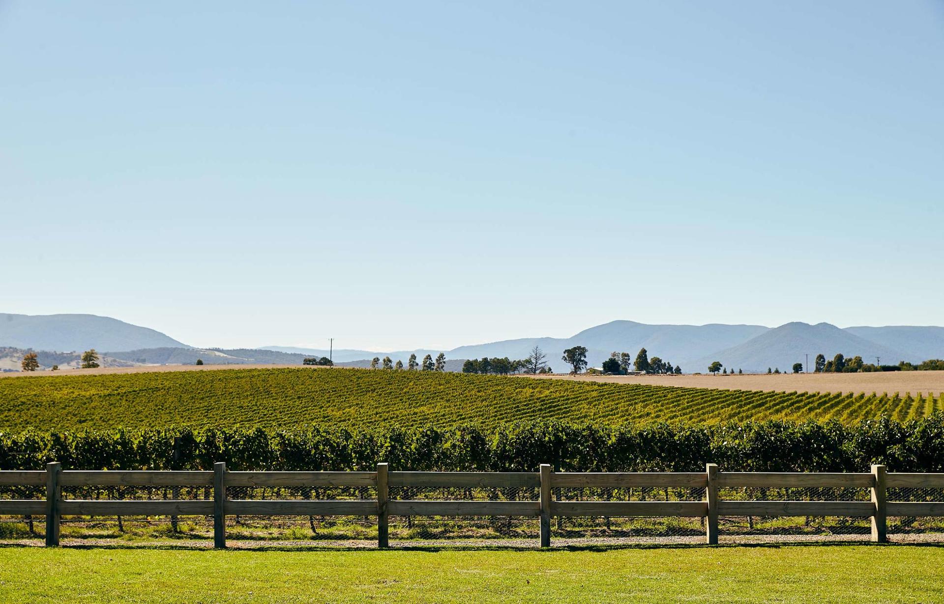 Relaxed Half Day Yarra Valley Wine Tour from Melbourne - Thumbnail 7