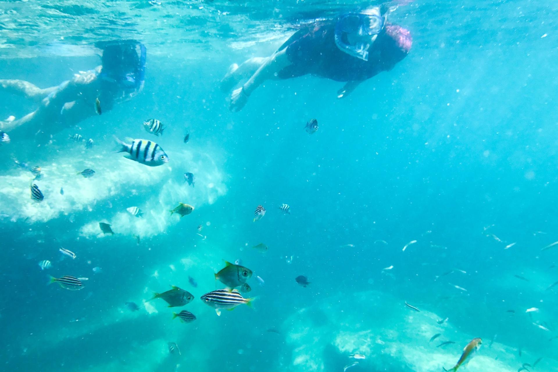 Family Snorkeling Tour with Private Guide In Sydney - Thumbnail 3