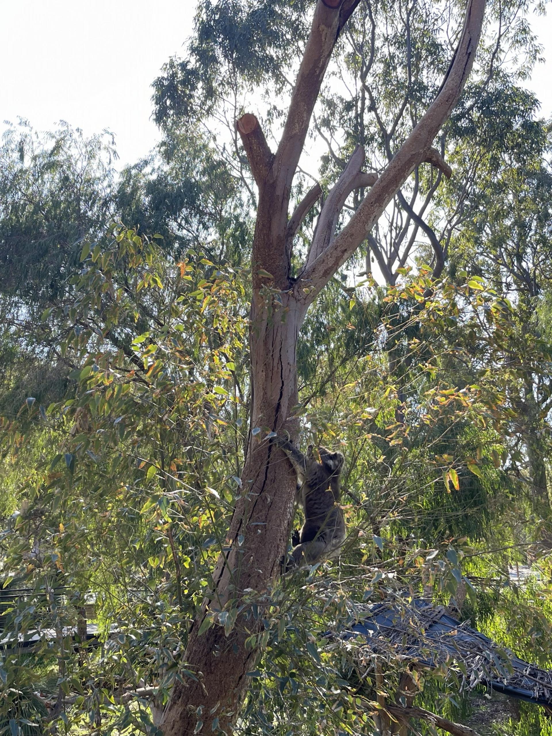 Pinnacle Desert, Yanchep and Swan Valley Tour - Thumbnail 9