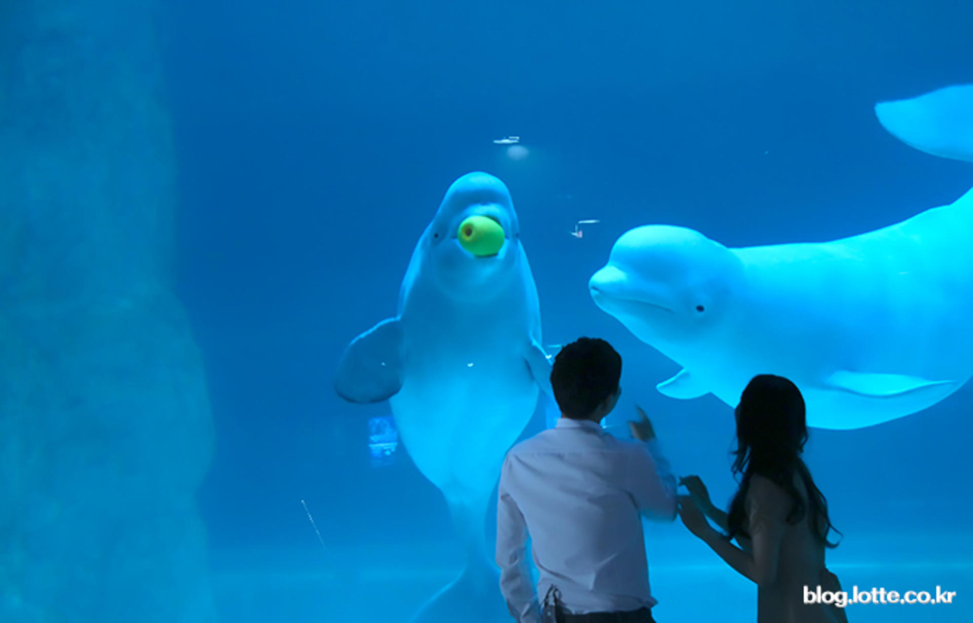 ULTRA LOTTE TOUR (Lotte Duty Free,Lotte World,Seoul Sky,Aquarium) - Thumbnail 48