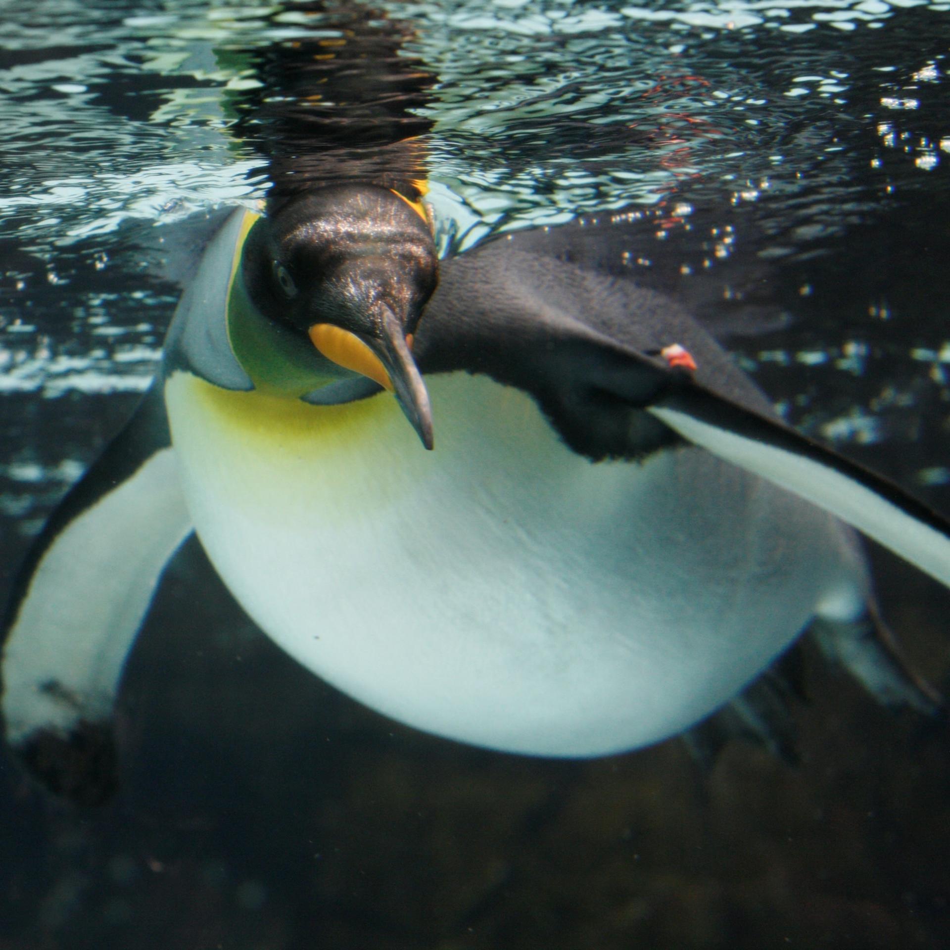 SEA LIFE Melbourne Aquarium Ticket - Thumbnail 5