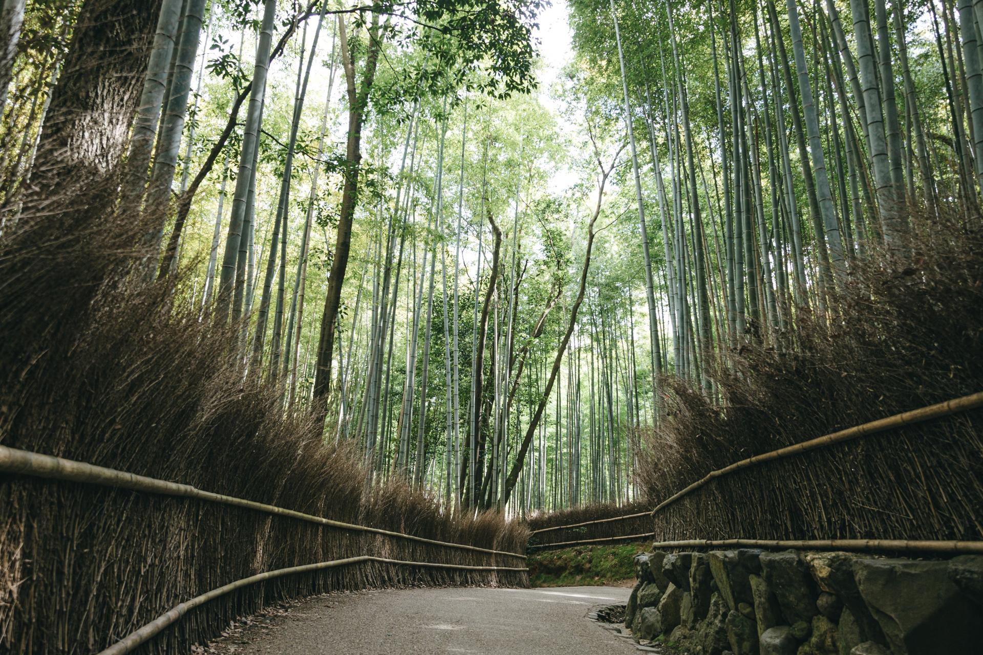 Kyoto City, Arashiyama & Sagano Half Day Guided Walking Tour - Thumbnail 2