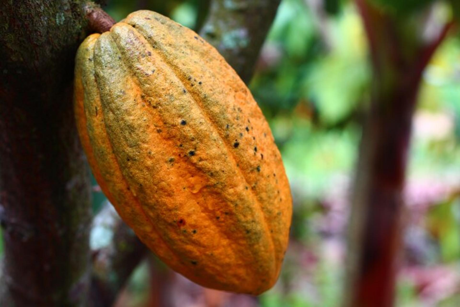 Private Dark Chocolate Tasting Tour in Paris - Thumbnail 5