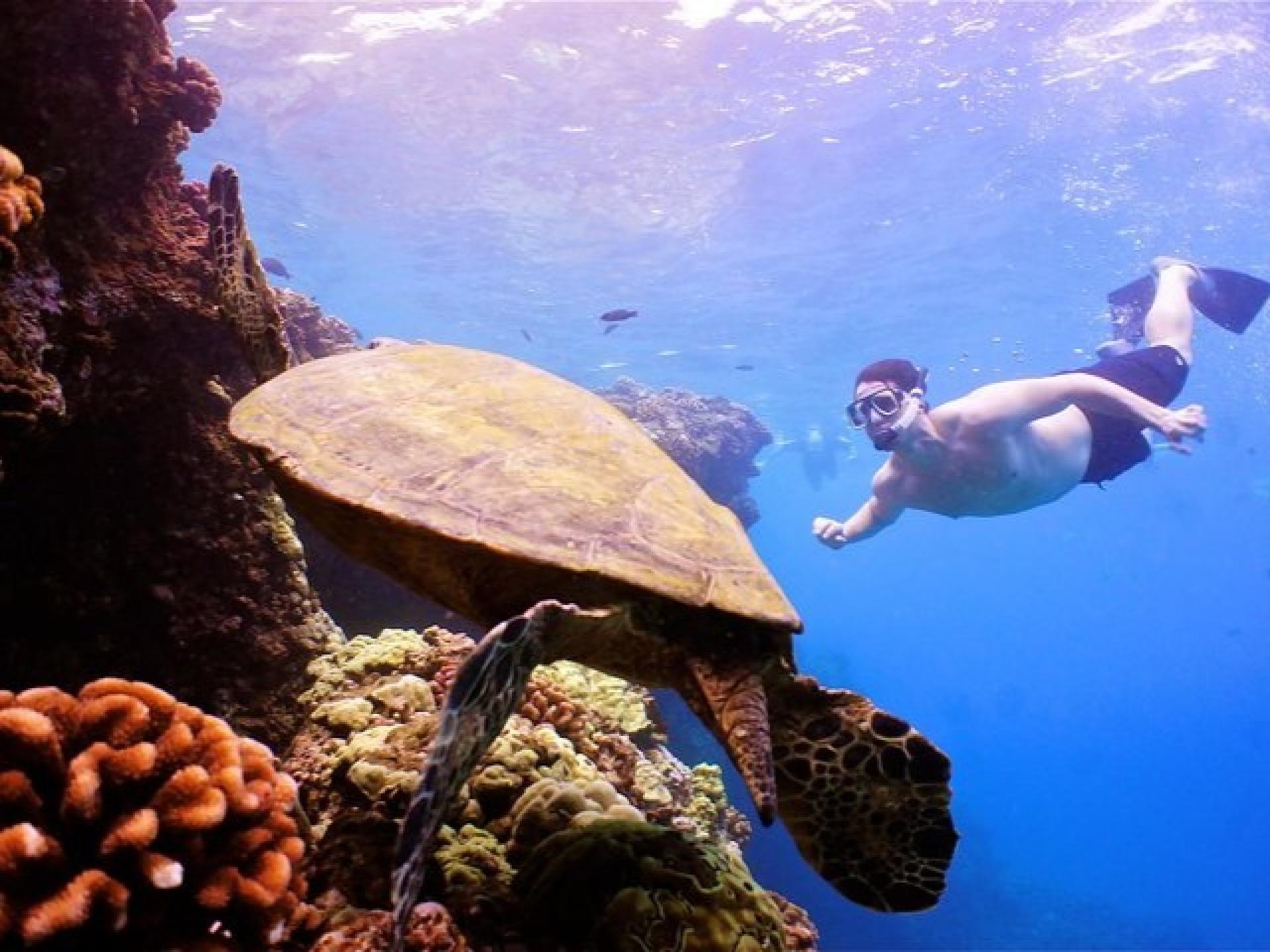 Maui: Molokini Crater and Turtle Town Snorkeling - Thumbnail 2