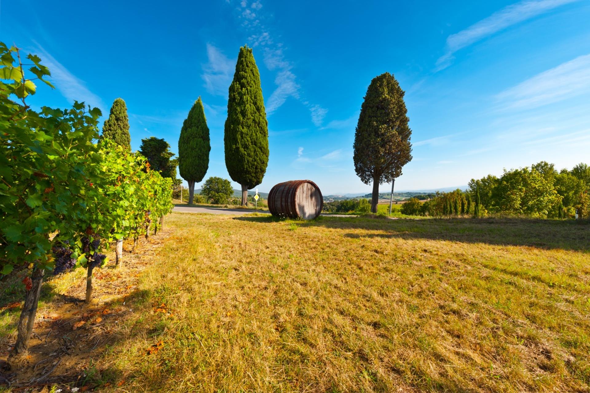 Chianti Delights: Tuscany Wine Private Tour from Florence - Thumbnail 7
