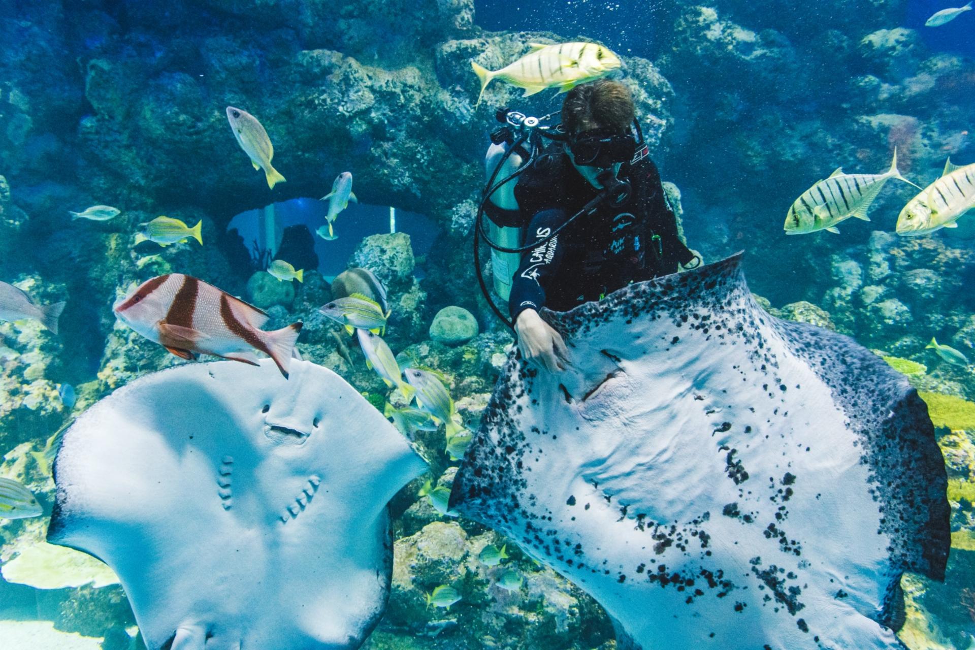 Cairns Aquarium Ticket - Thumbnail 15