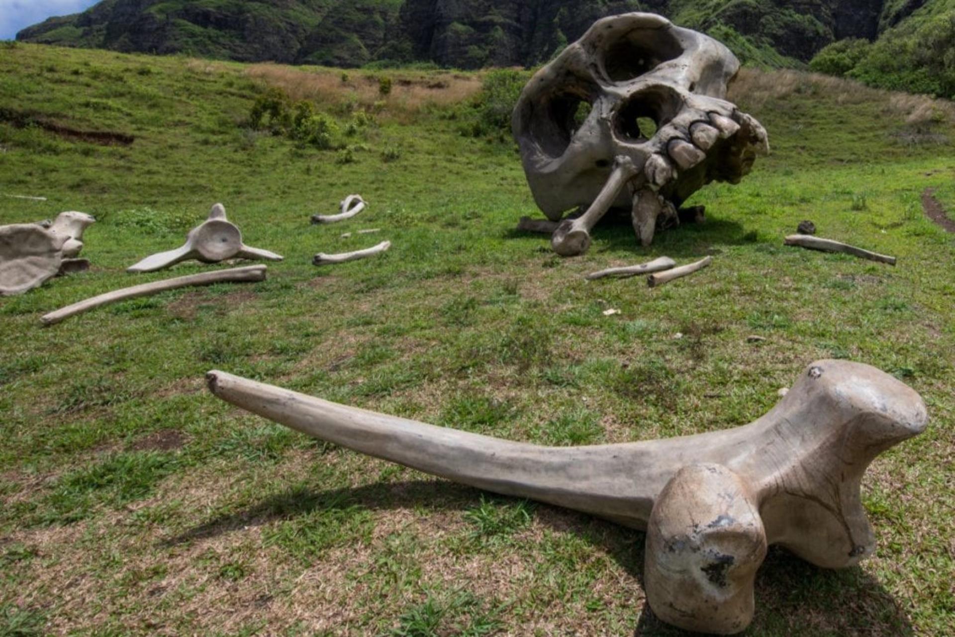Kualoa Ranch Hollywood Movie Sites Tour - Thumbnail 6